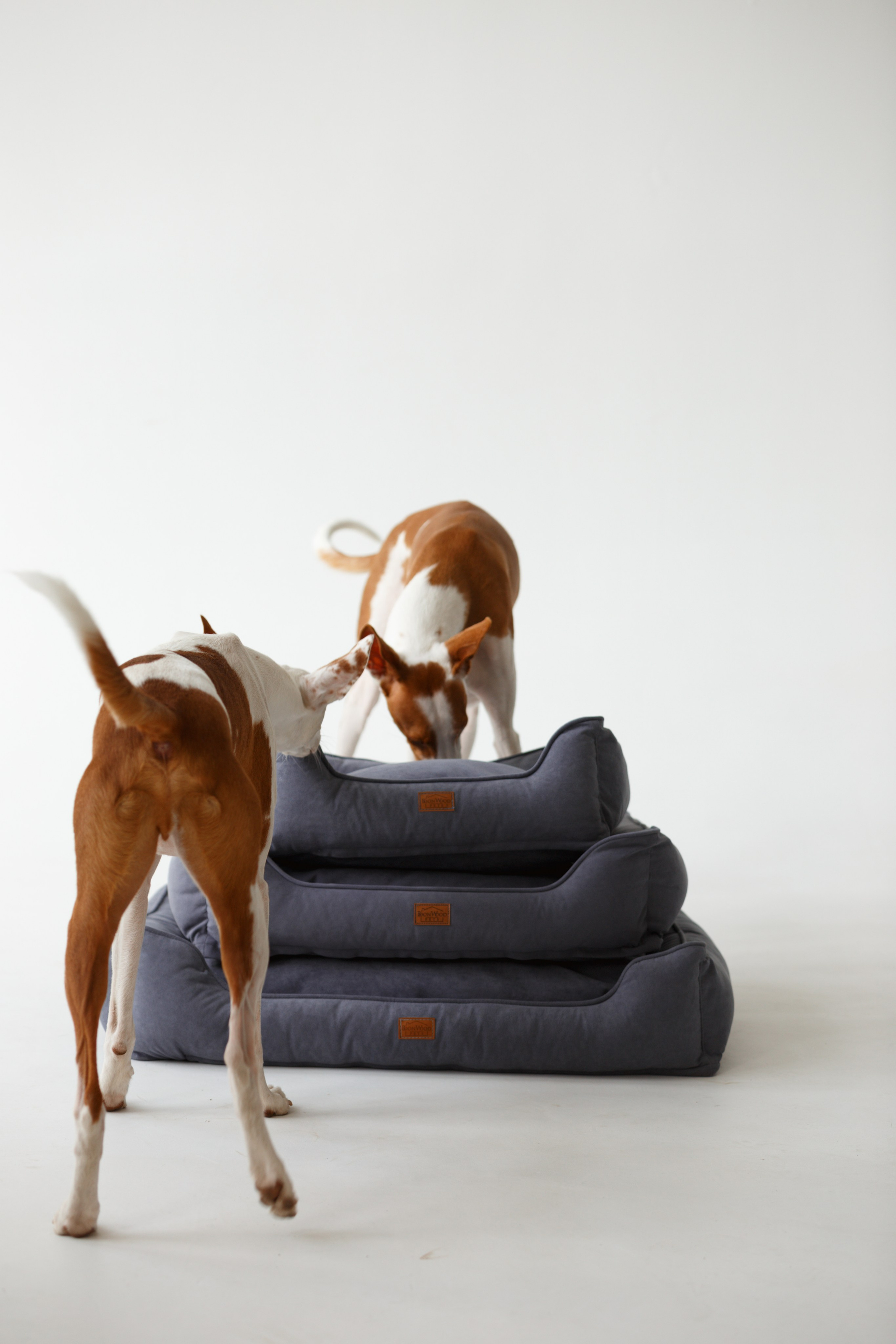 Boonwood Pets лежанки для животных. Фотограф анималист Кристина Карпова, Москва