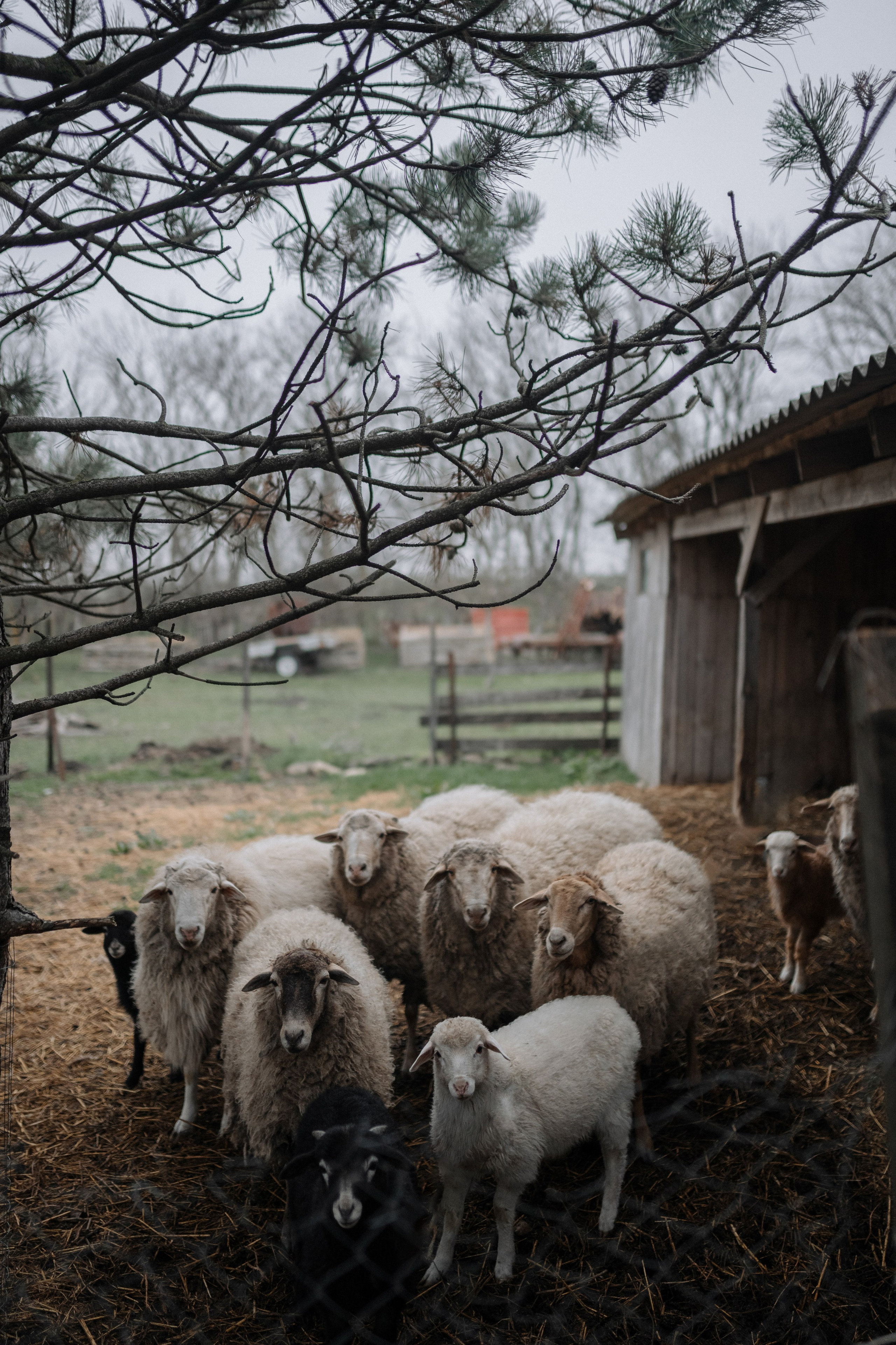 Две стильные девушки на ферме в Анапе с барашками – атмосферная фотосессия