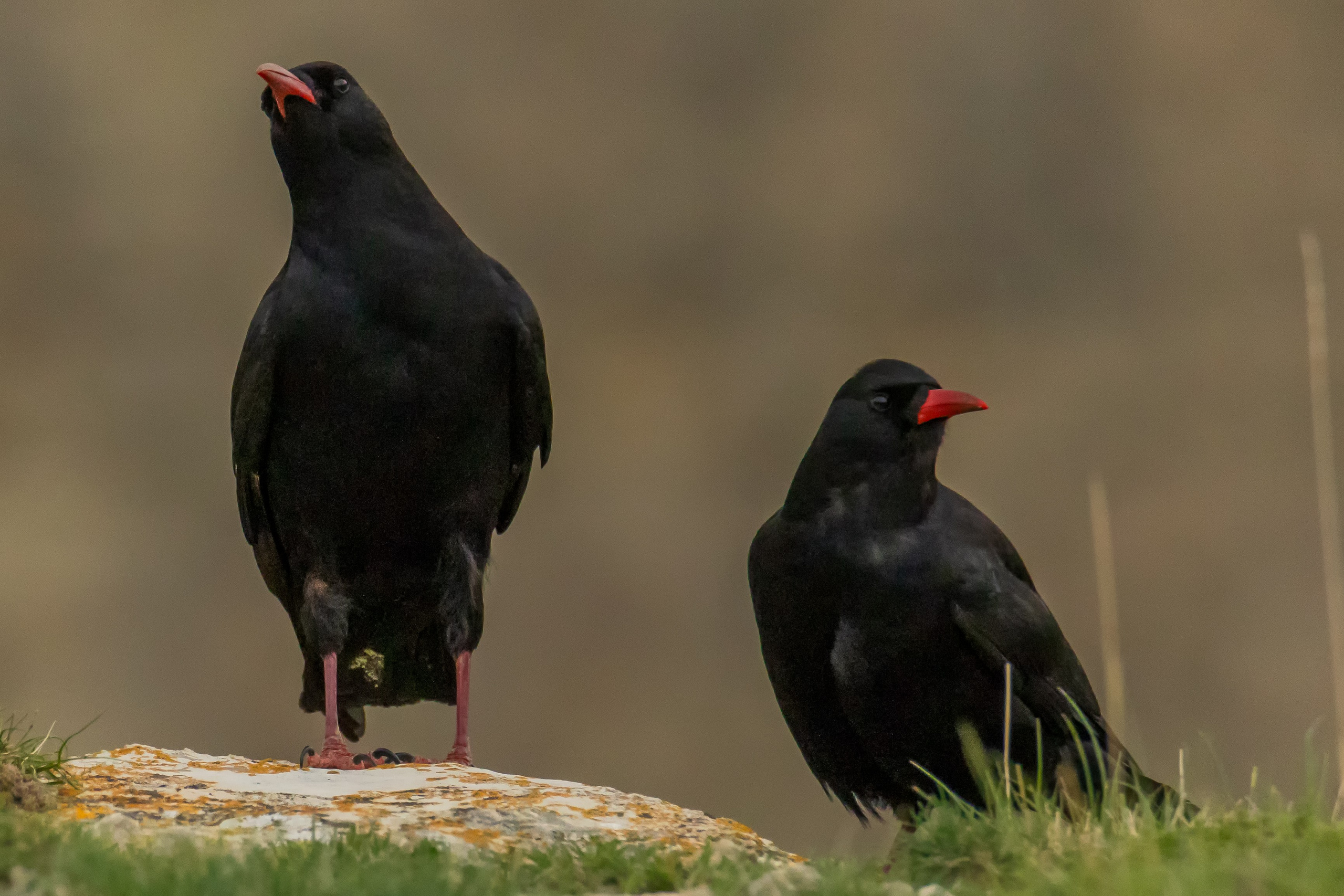 Клушица. Photomantis