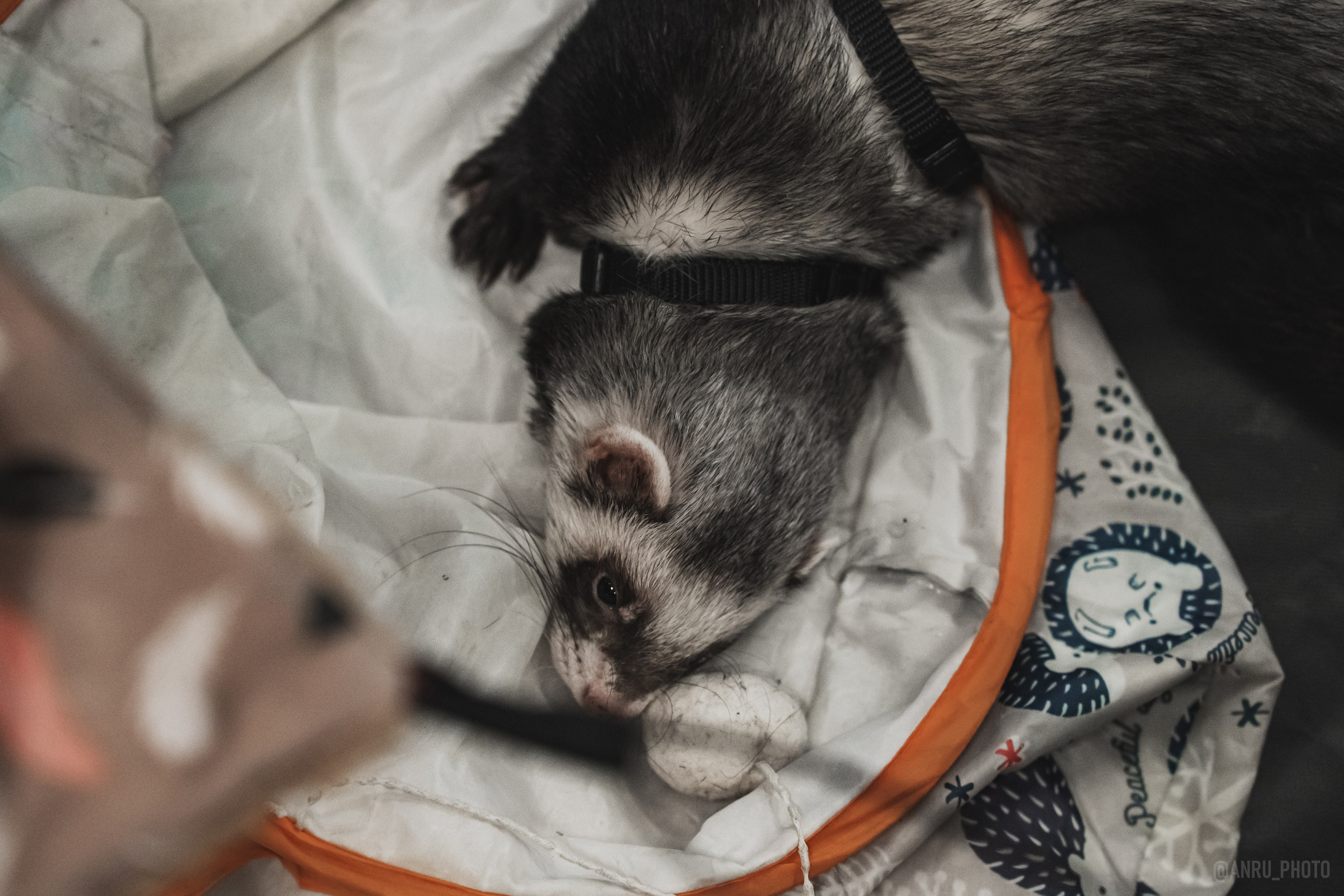 Fox Family fest. Репортажный фотограф Анастасия Рубцова