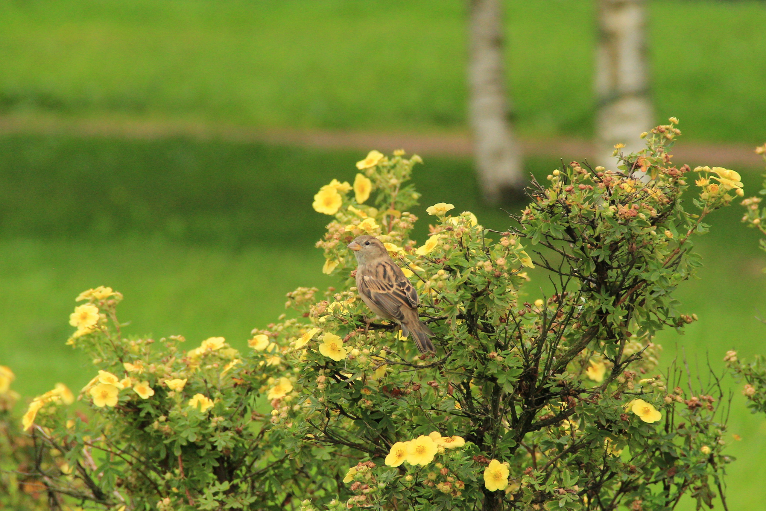 Природа. Растения. Фотограф в Санкт-Петербурге Александр Костюнин