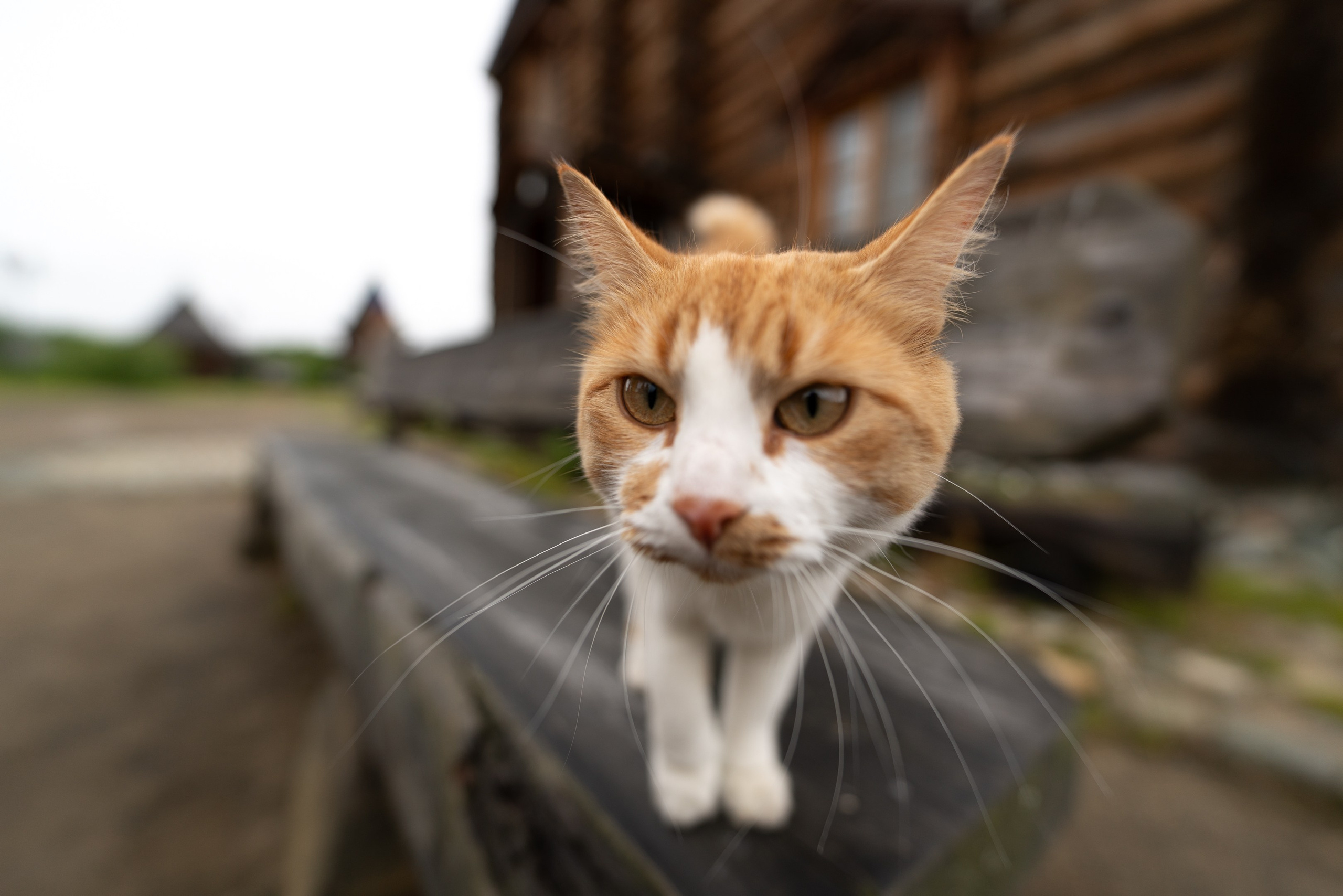 Кольский полуостров. ПОБУДЬ ЗДЕСЬ И ЦЕЛЕЕ БУДЕТ ЭТОТ МИР