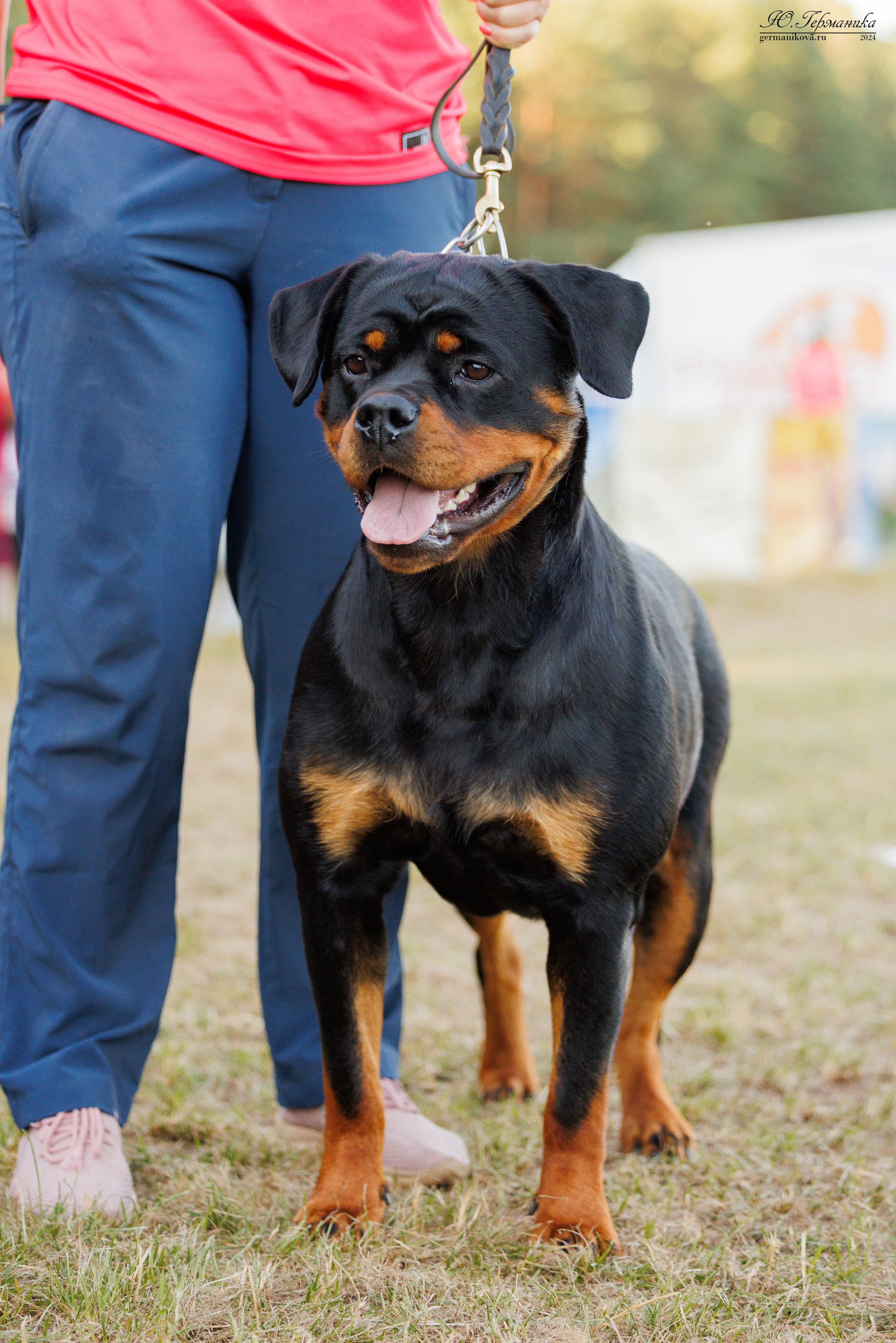 ПК и КЧК ротвейлеры Тверь 6-7.07.2024. Фотограф-анималист Юлия Германика