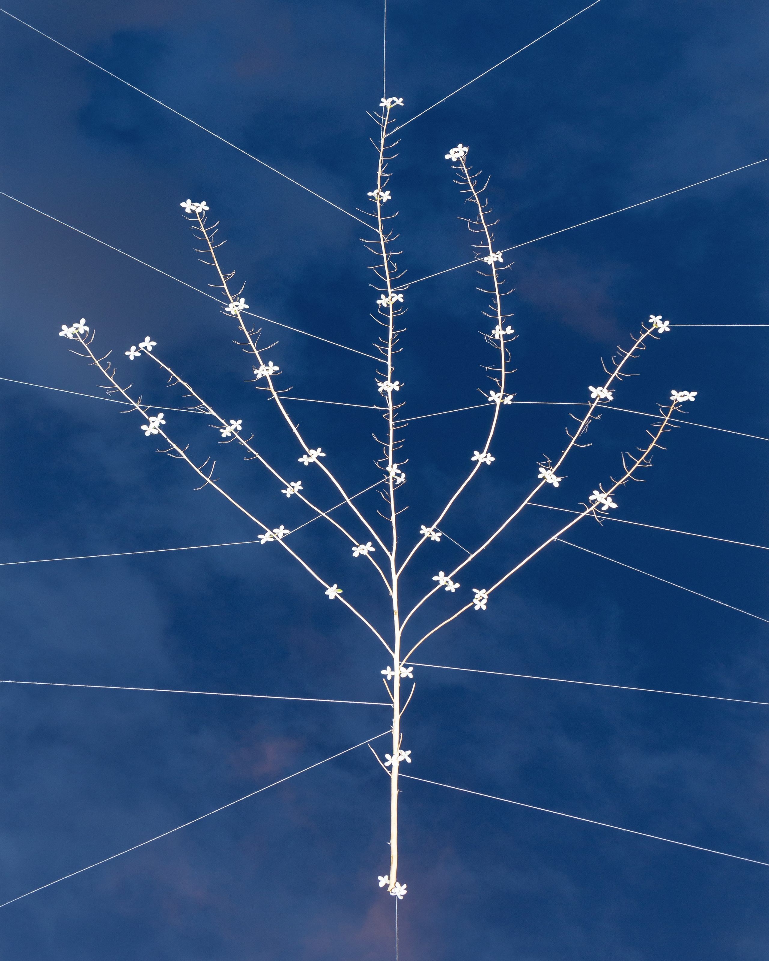 Условная ботаника. Фотографии Саши Любина