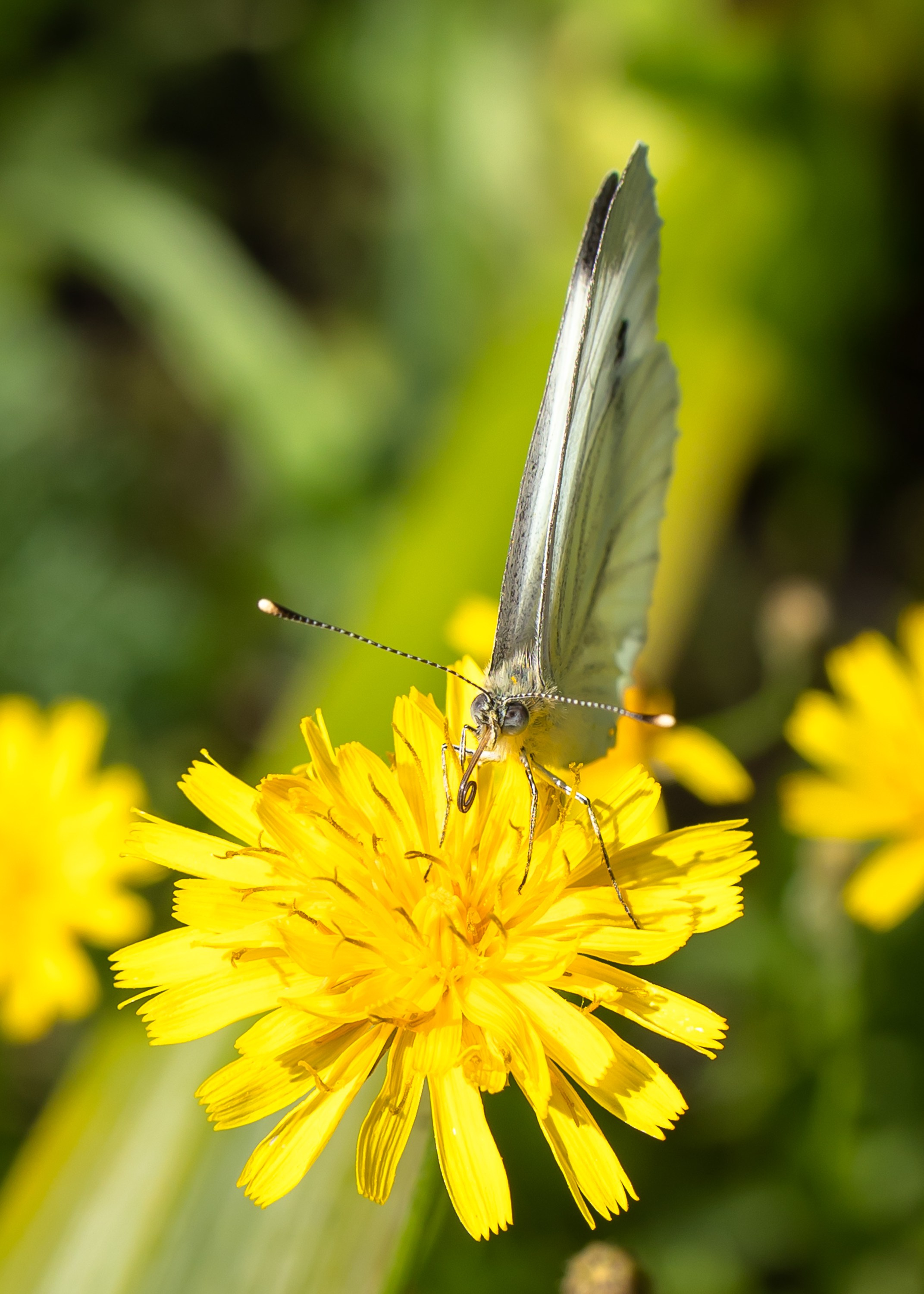 Животные. Фотограф Владимир Охрименко