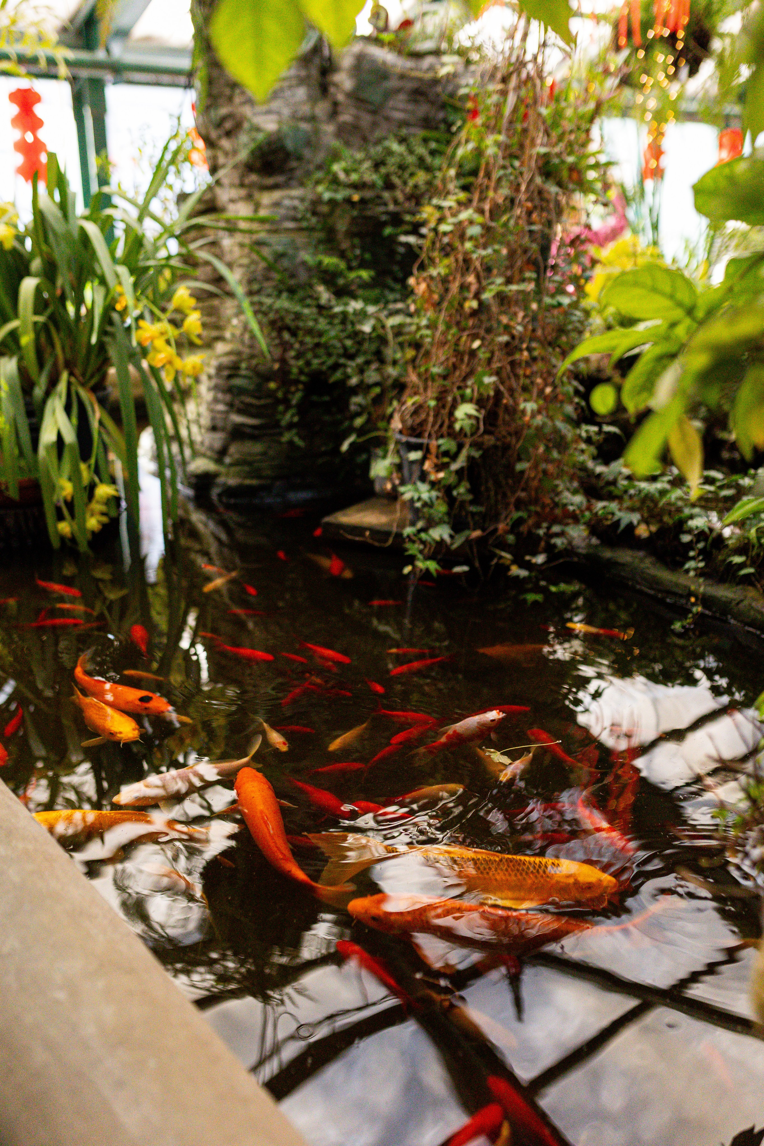 Аптекарский огород МГУ. Китай. Александра Куликова фотограф, Москва