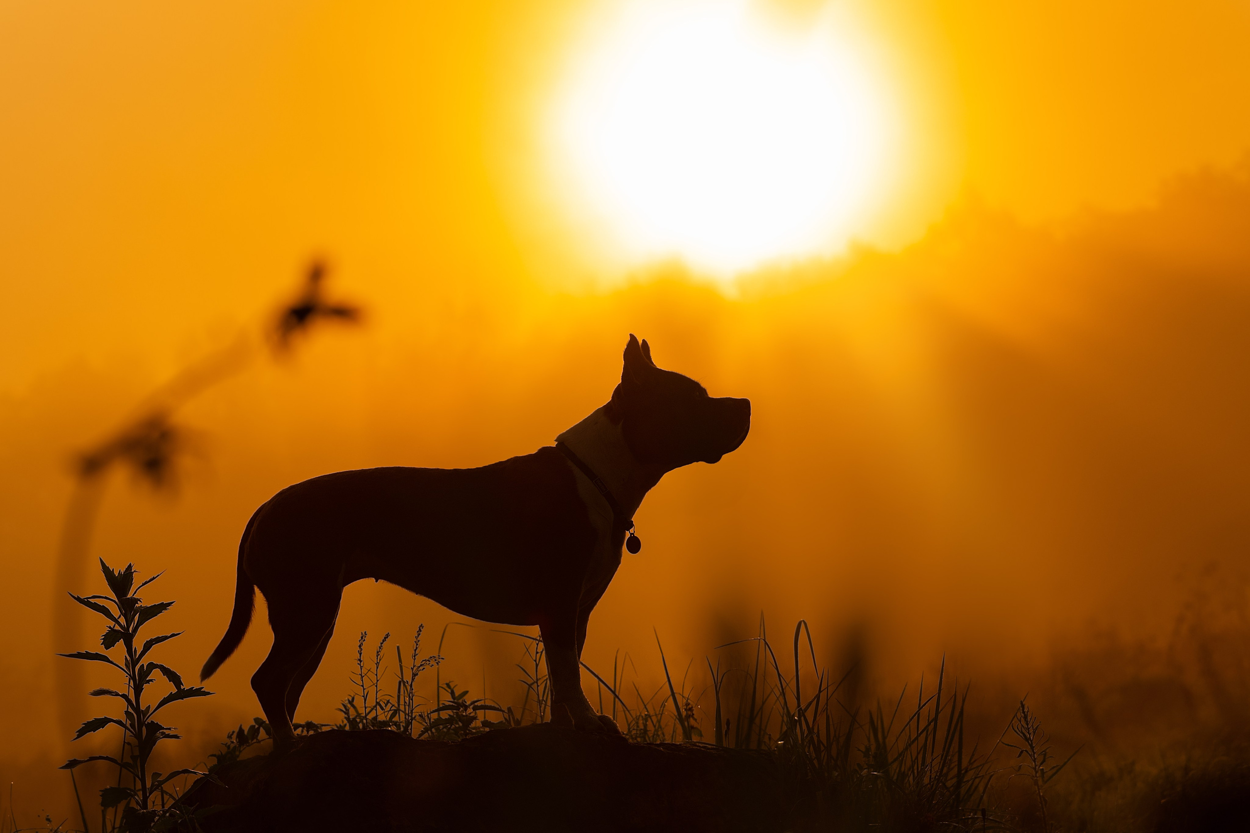 Фотограф — анималист Тигунова Мария г. Москва