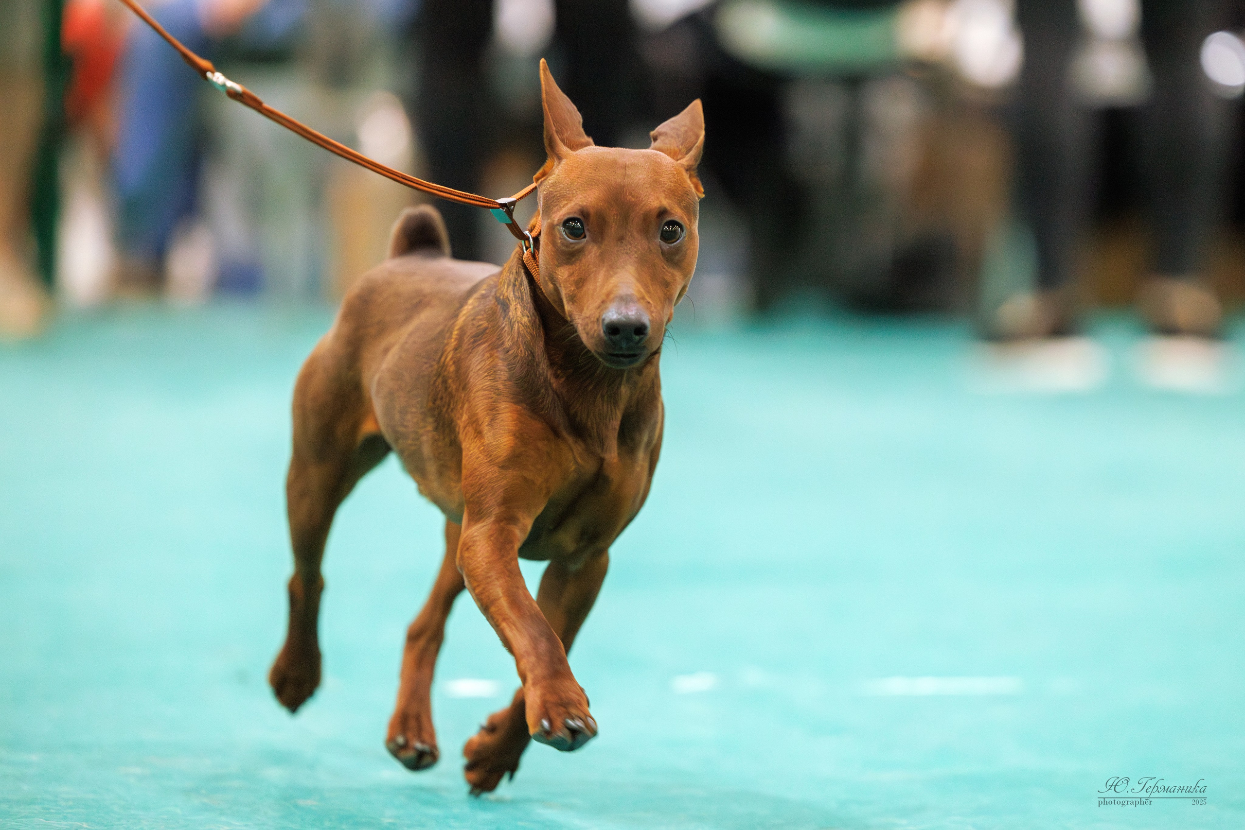 Гран-При 8.02.2025 и Крокус 09.02.2025. Фотограф-анималист Юлия Германика