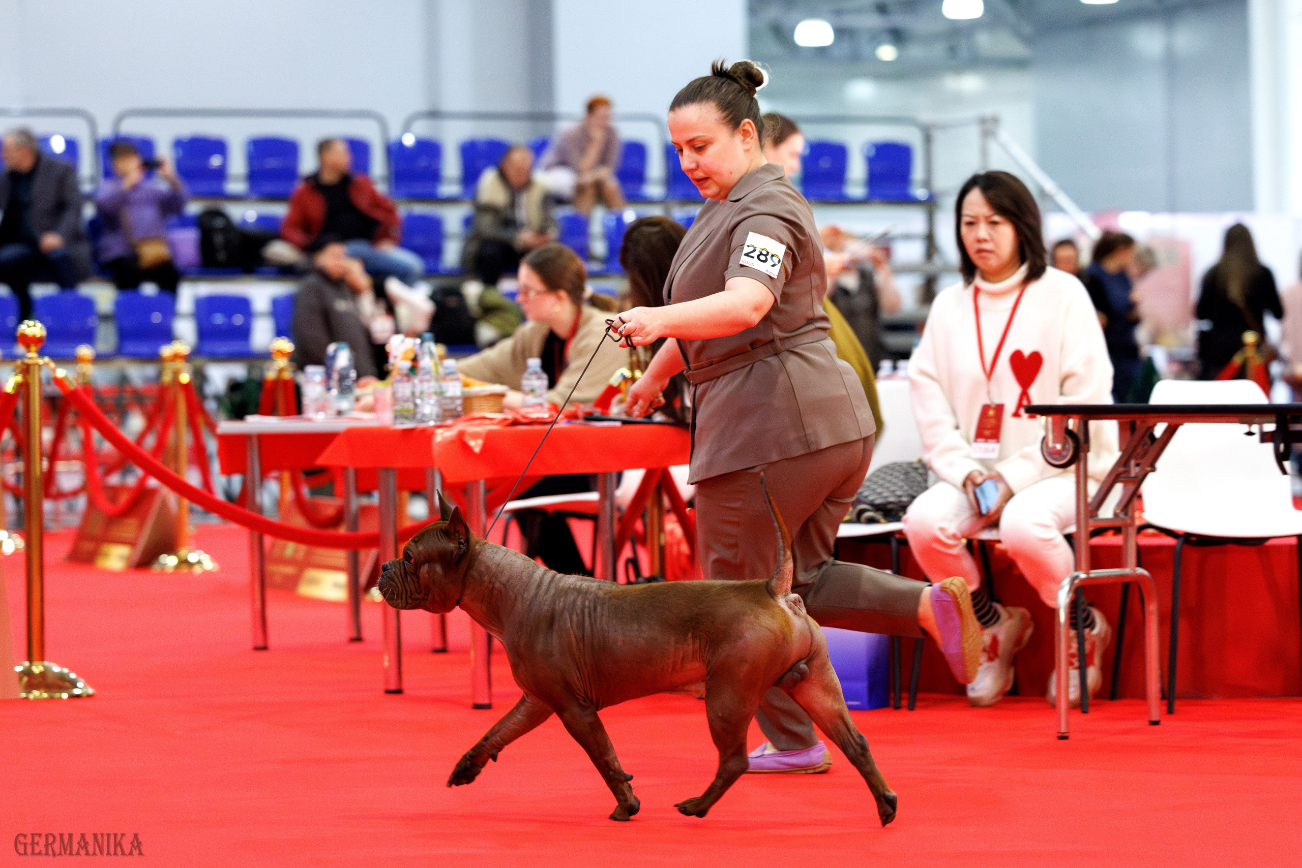 Лучшие Собаки России 17-18.02.2024. Фотограф-анималист Юлия Германика
