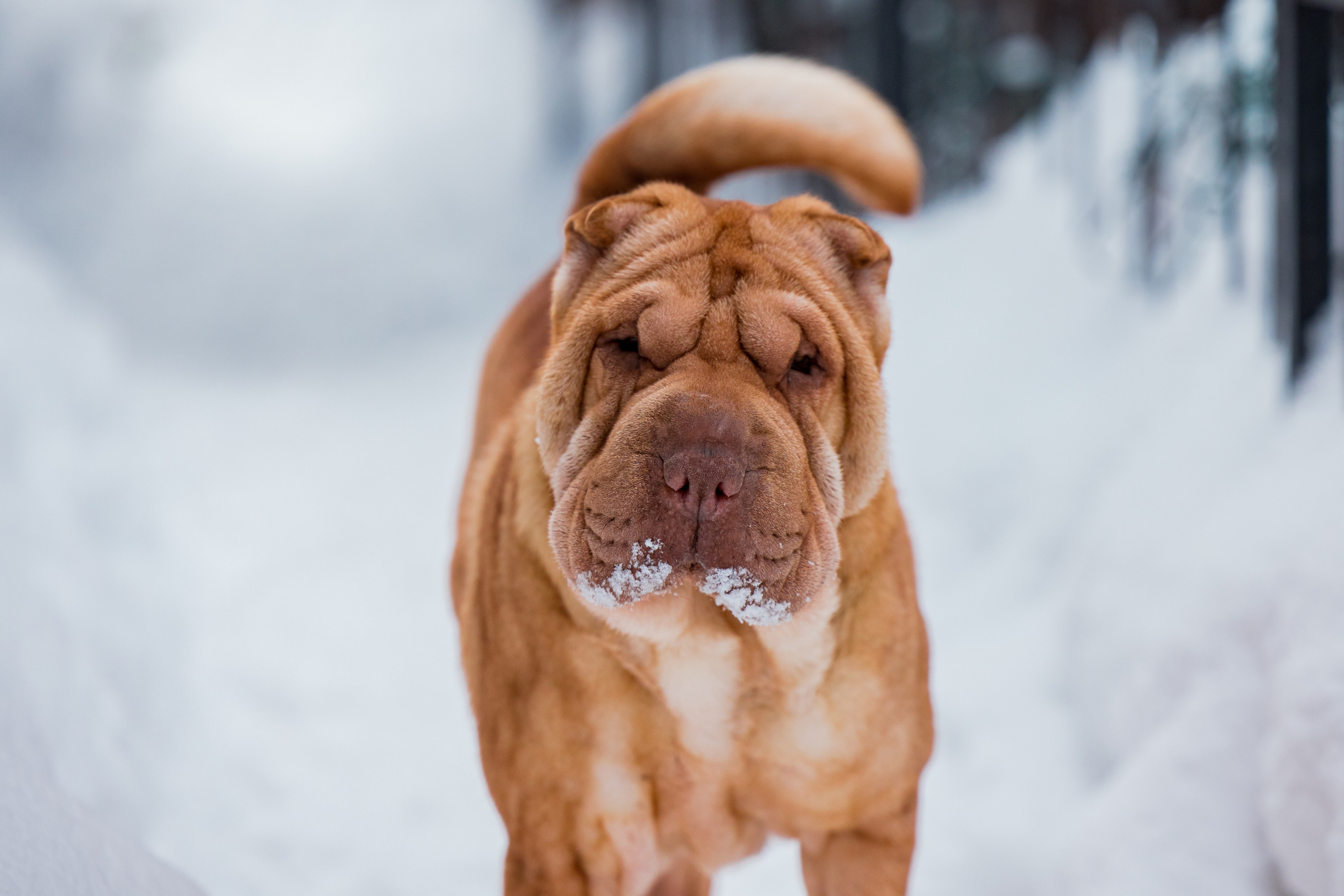 В гостях у шарпеев 16.01.2024. Фотограф-анималист Юлия Германика