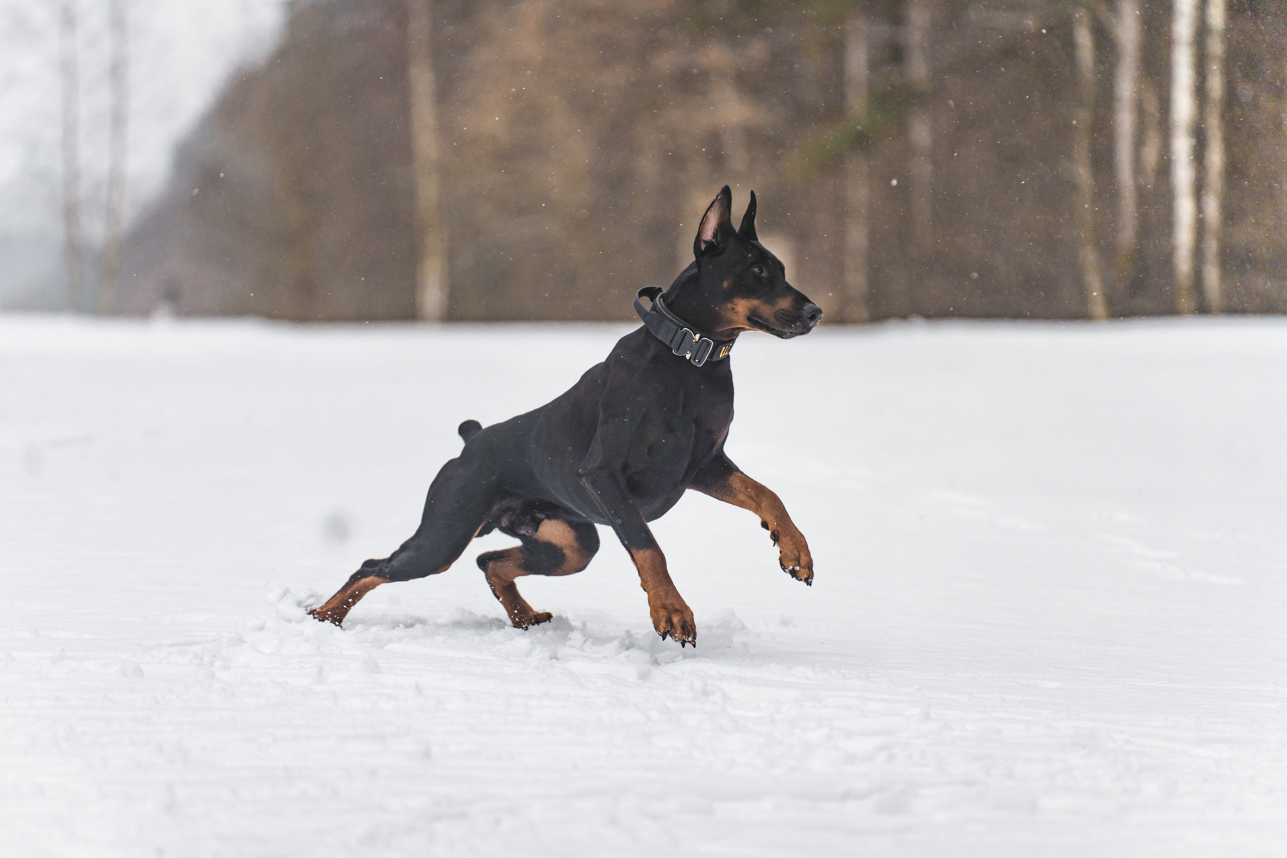 Ольга и Велес. Фотограф в Москве Ленарская Дарья