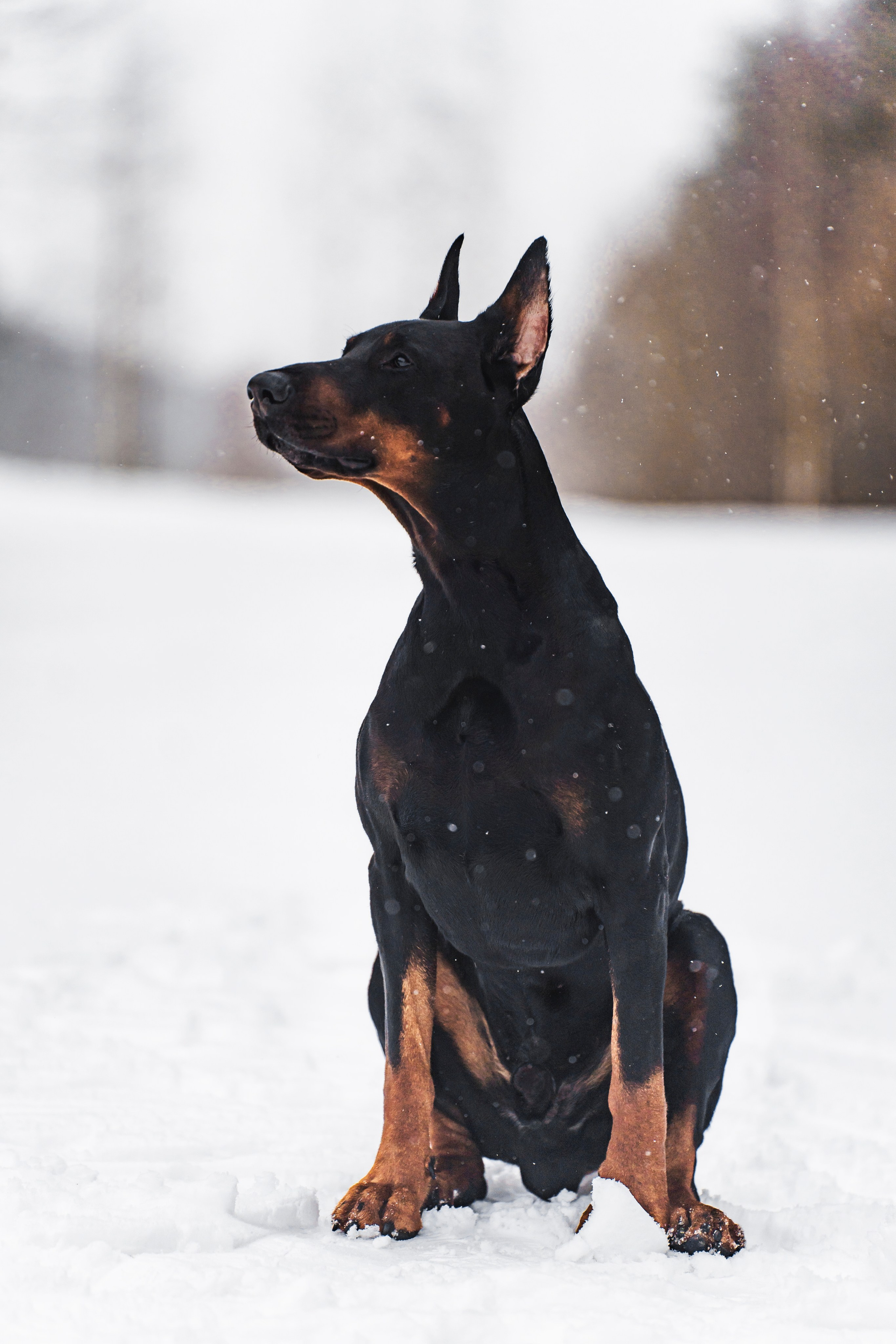 Ольга и Велес. Фотограф в Москве Ленарская Дарья