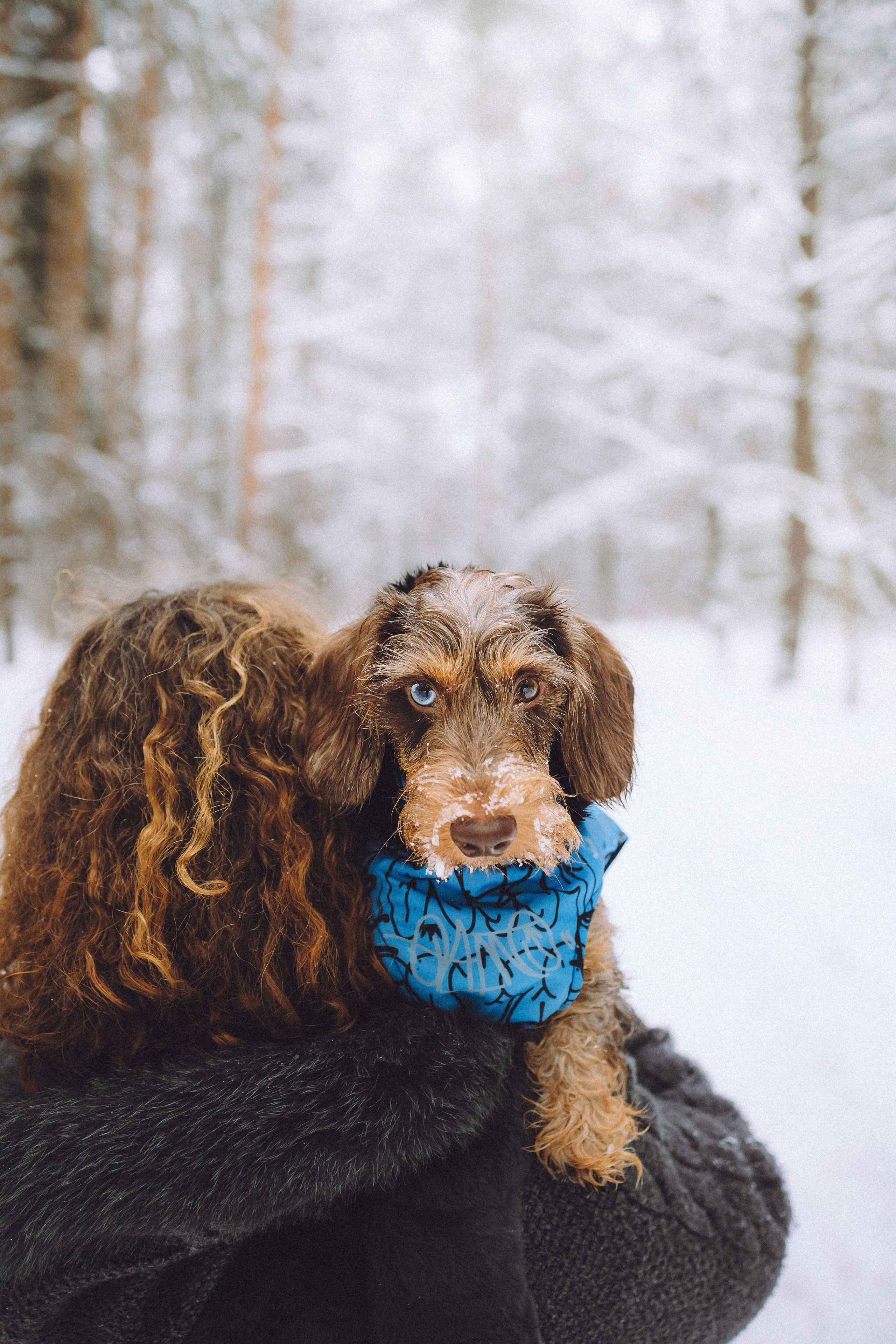 Каспер и его семья