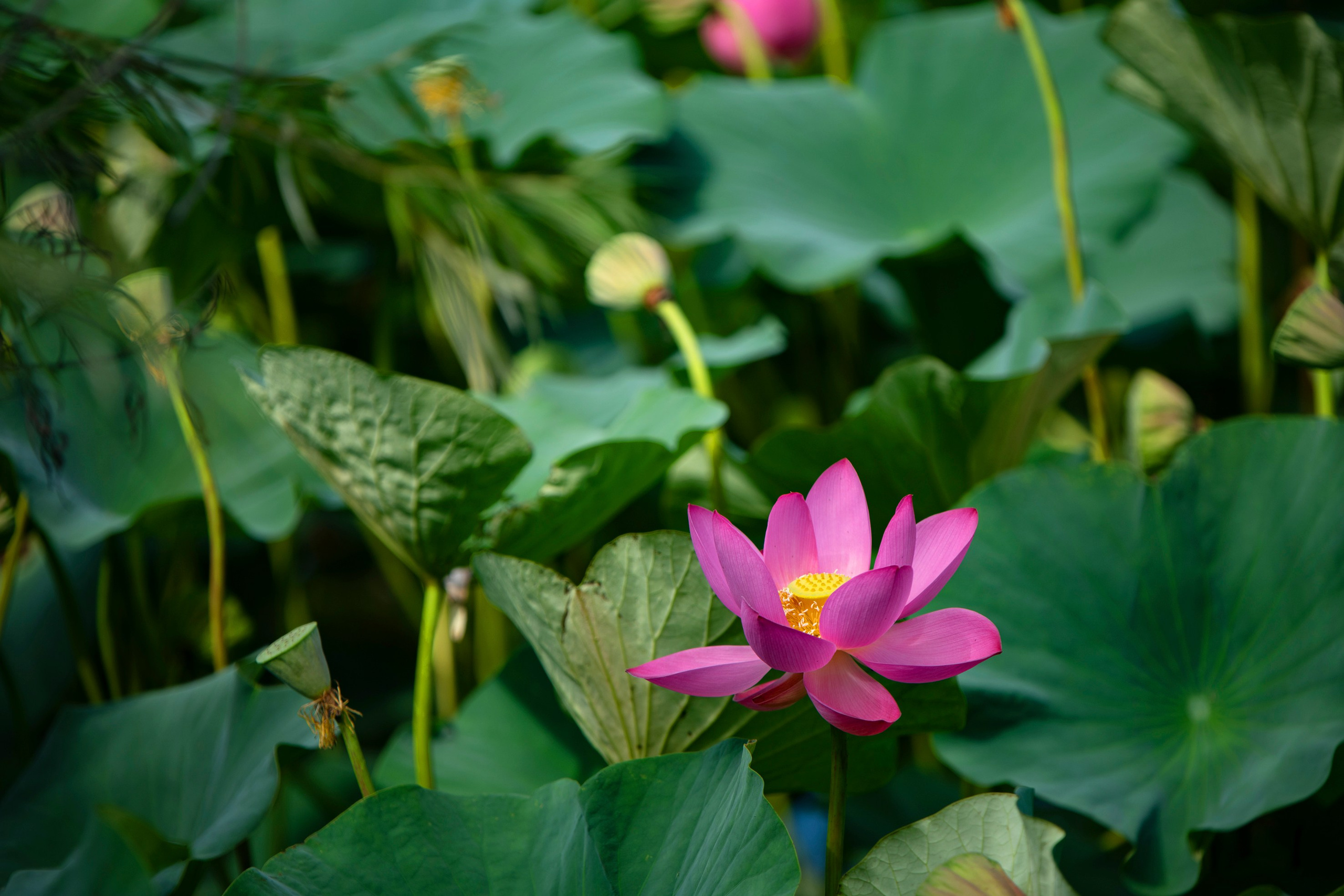 Природа Хабаровского края. Команда фотографов Кристины Ивановой