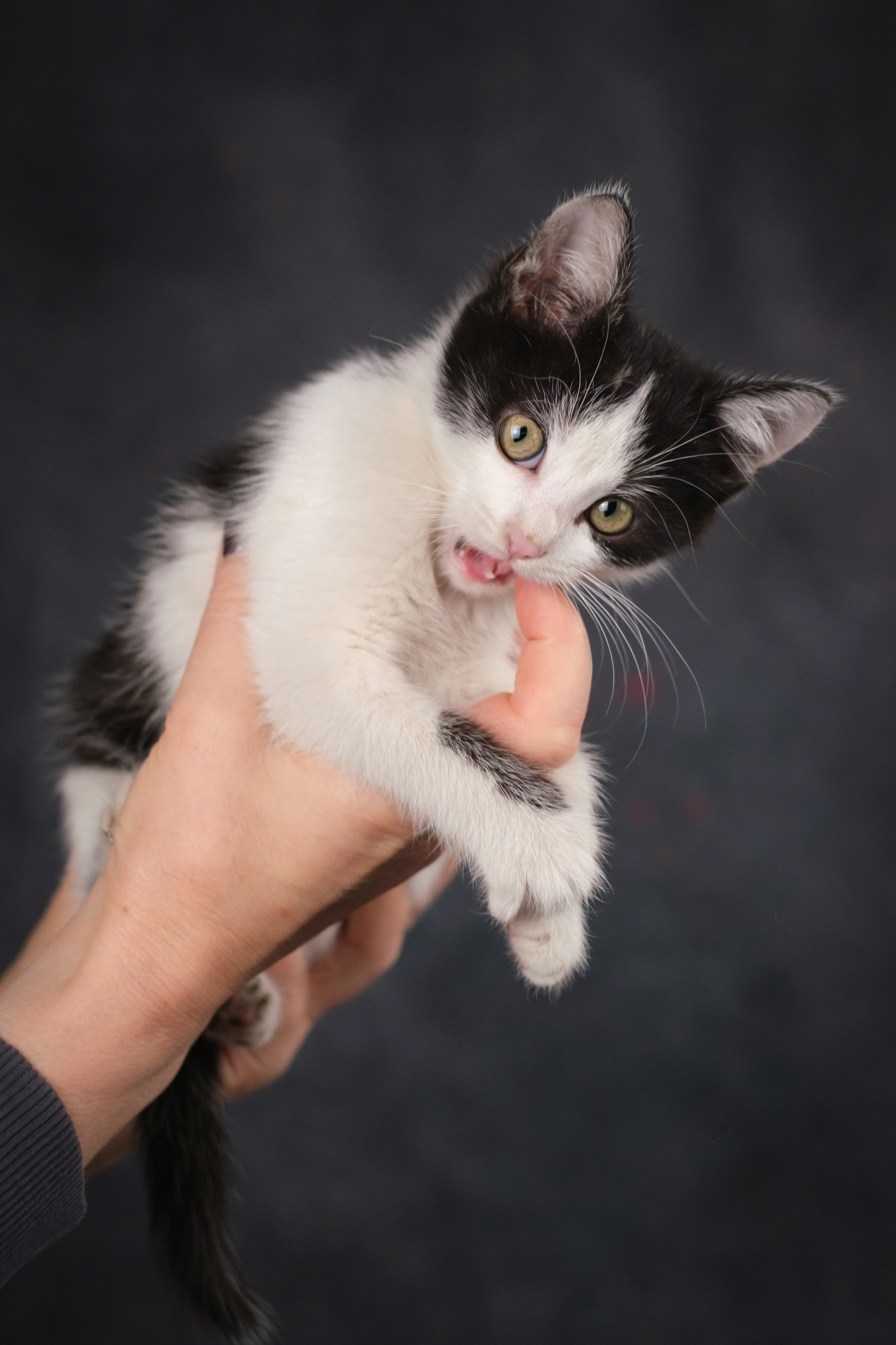 Котята для Ольги. Зоофотограф, фотограф животных в Москве и области Дина Дамоцева