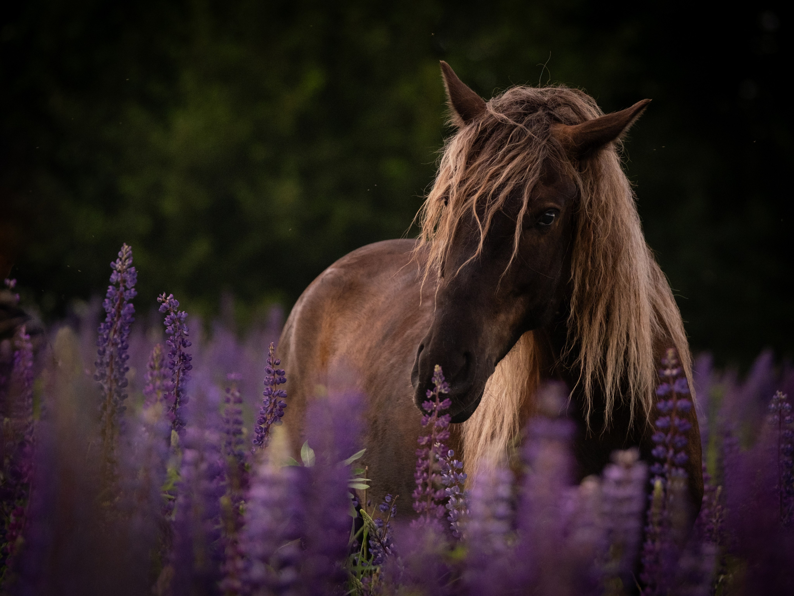 Аванпост, конное ранчо. Зоофотограф, фотограф животных в Москве и области Дина Дамоцева