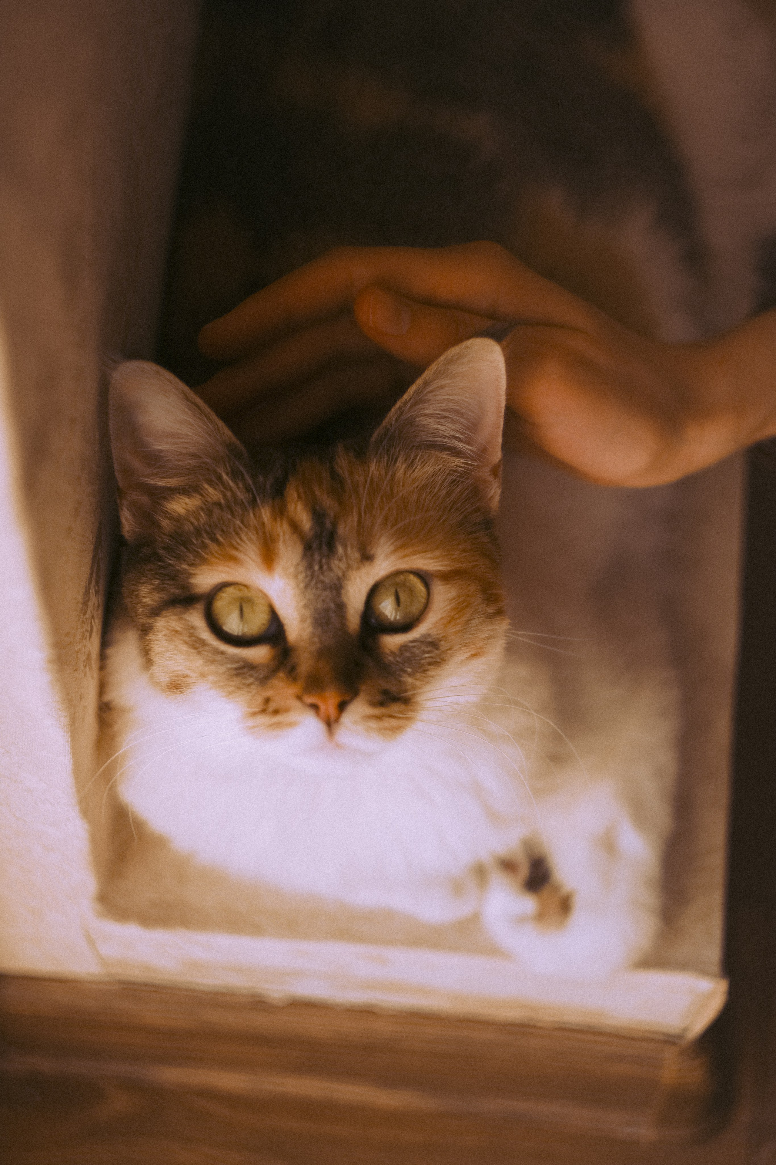 Городская и домашняя съемка в Тбилиси/ Алина и Гриша/ Или фотоблог из спального района. Photographer Tbilisi