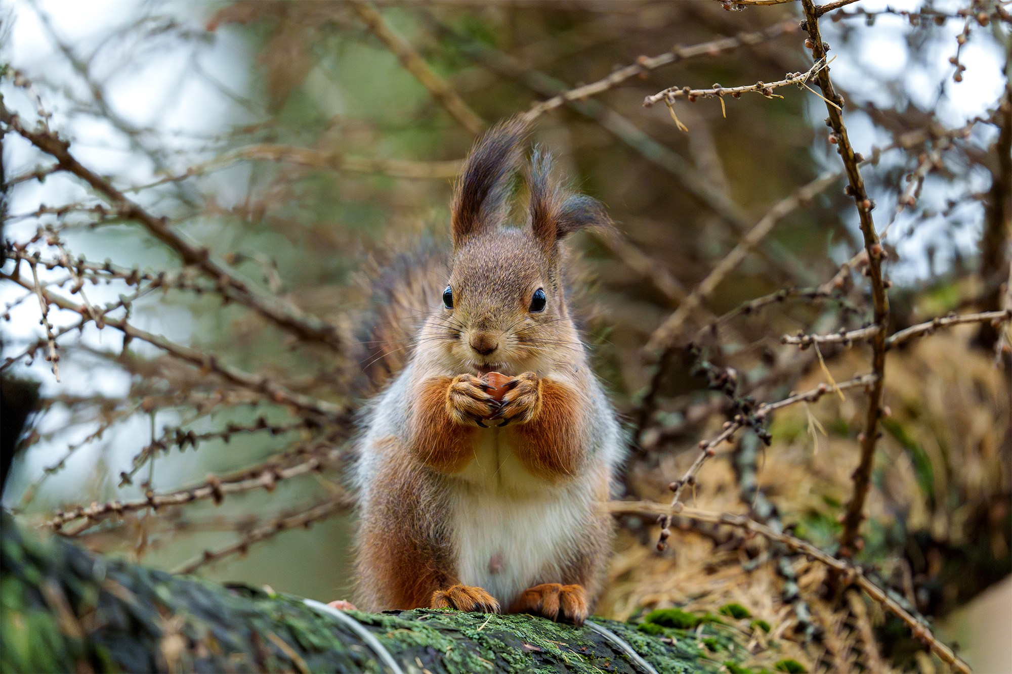 Животные. Ваш личный фотограф Марина Волкова