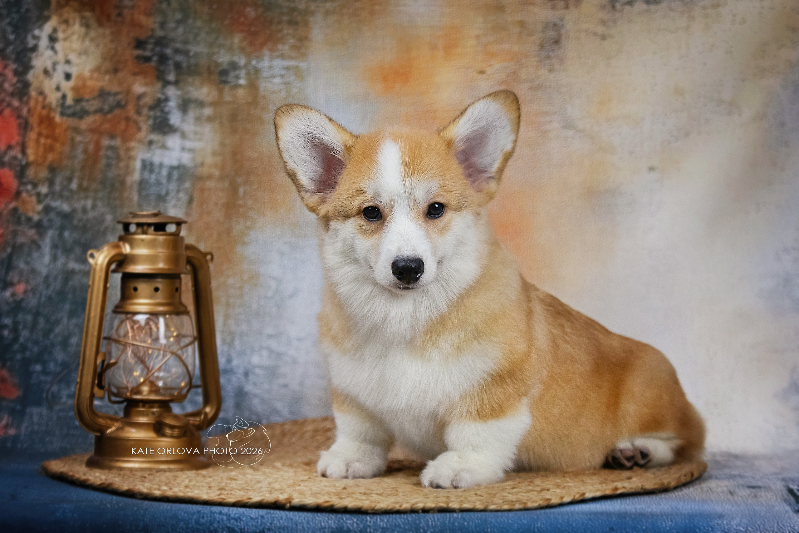 А — Кола и Цесей. Kawaii Kuma питомник собак пород Корги пемброк, Акита ину, Сиба