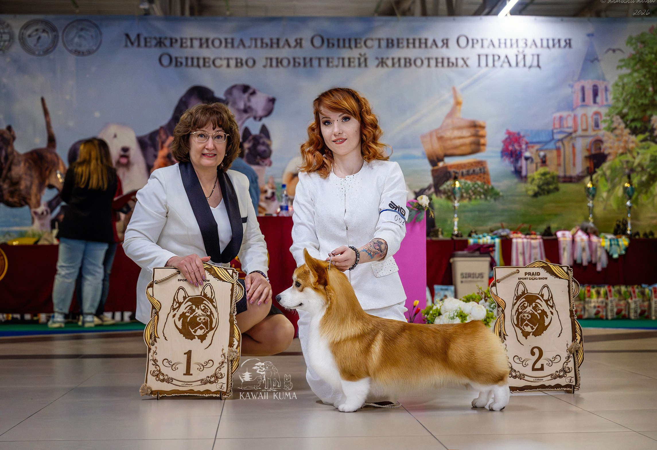 КОРГИ. Kawaii Kuma питомник собак пород Корги пемброк, Акита ину, Сиба