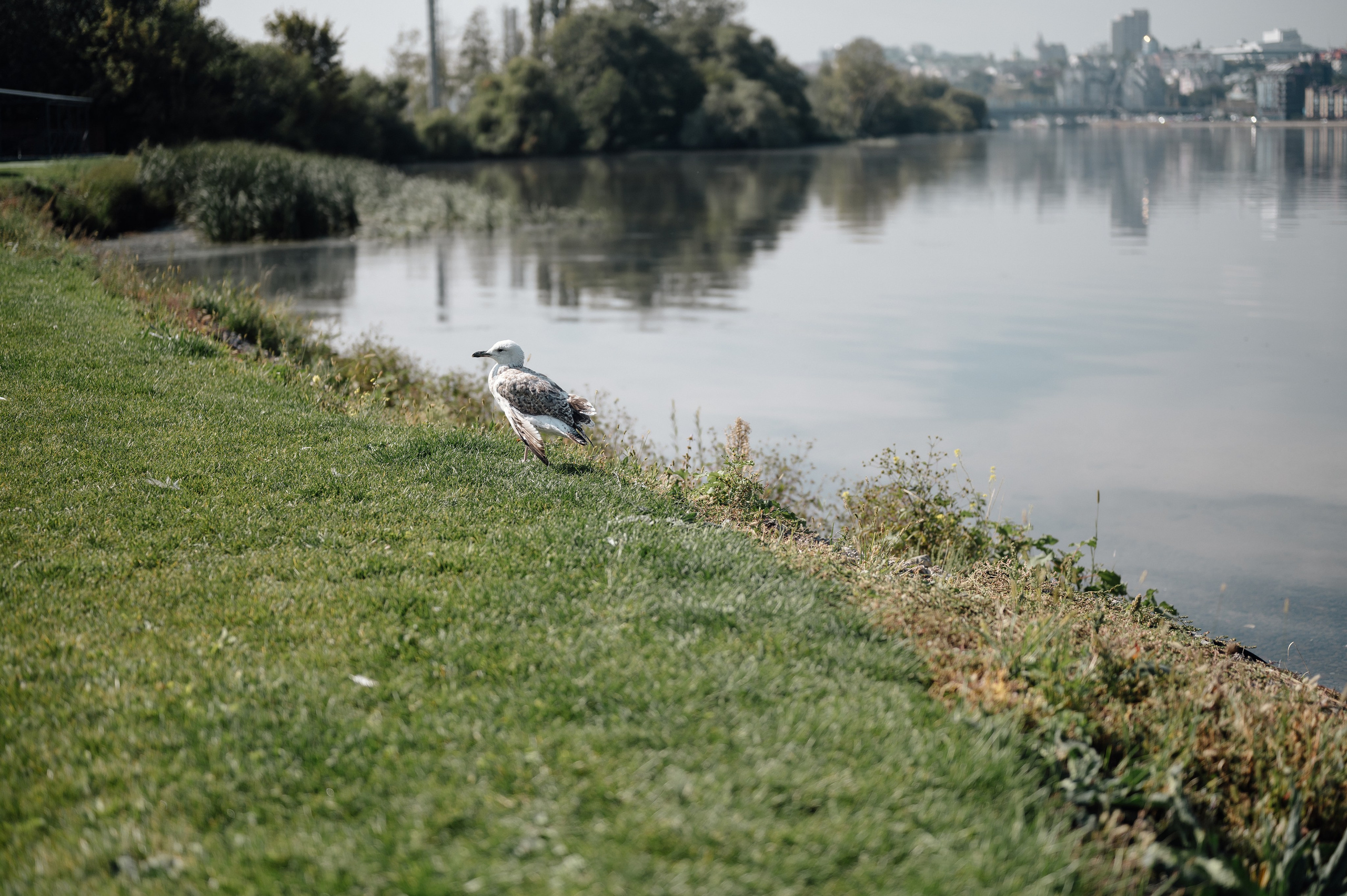 Карина & Сергей. Свадебный и семейный фотограф Евгения Россинская