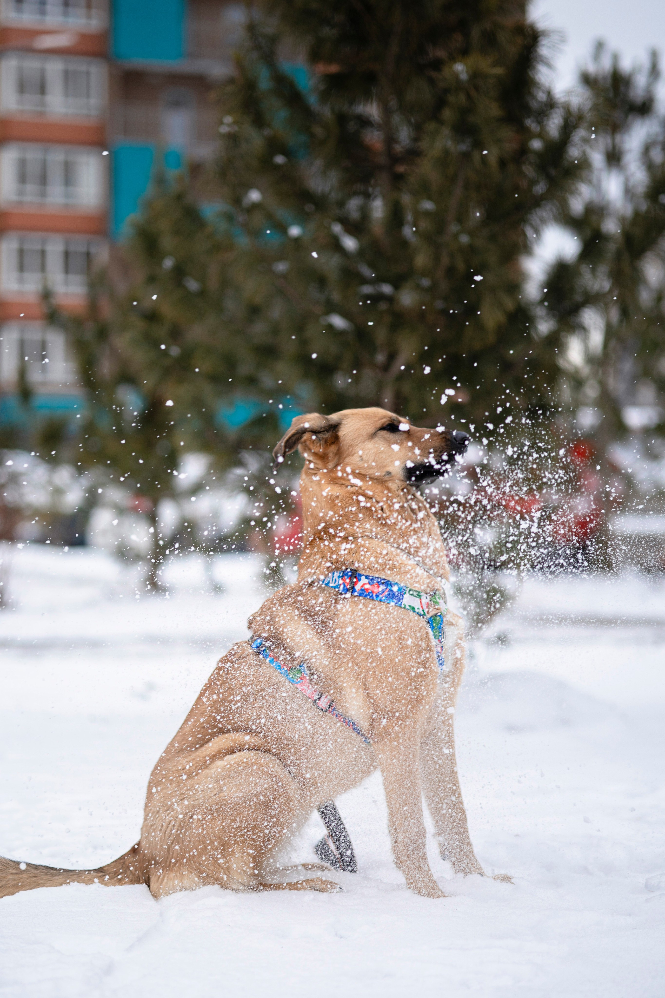 Съемка с собакой. Анастасия Белаш