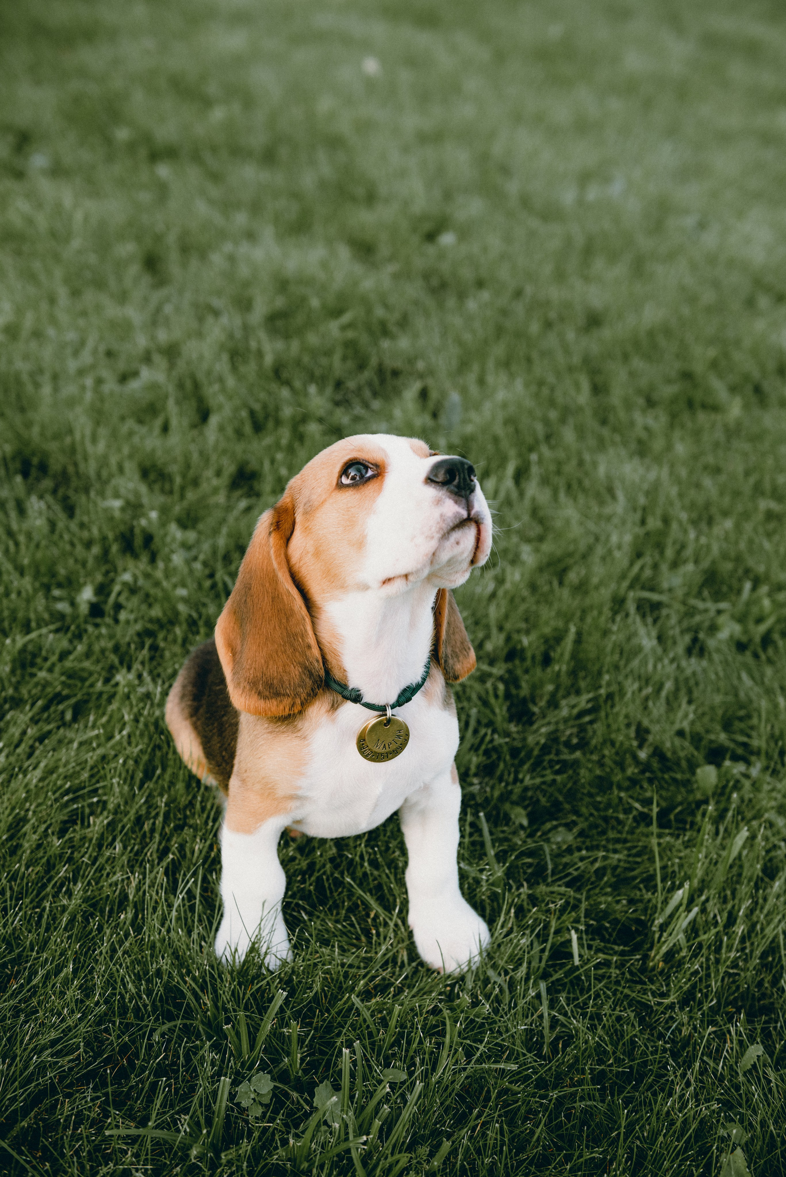 Pets. Фотограф в Москве Daria Lens