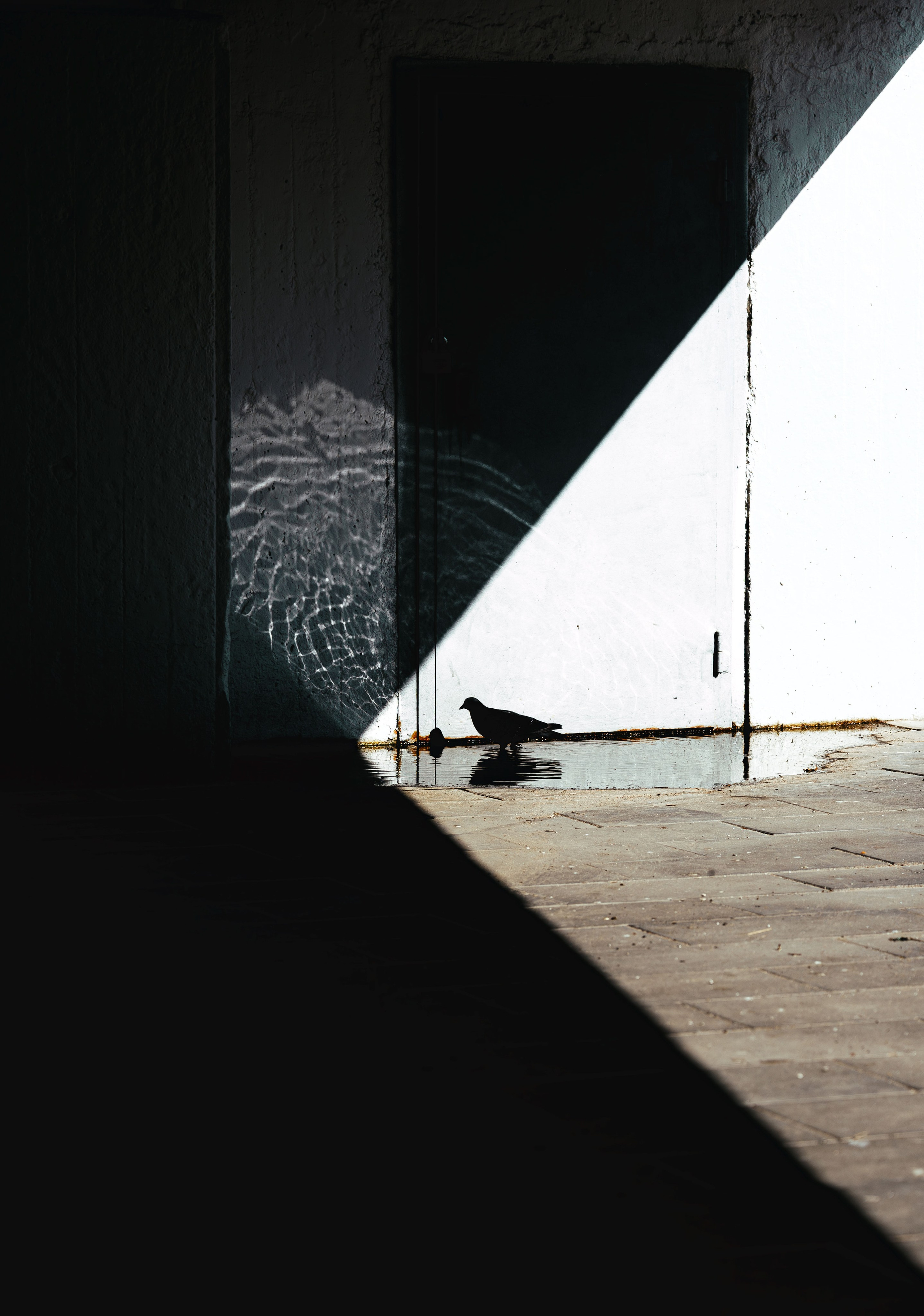 Жизнь в цветах. Алексей Гаас — фотограф