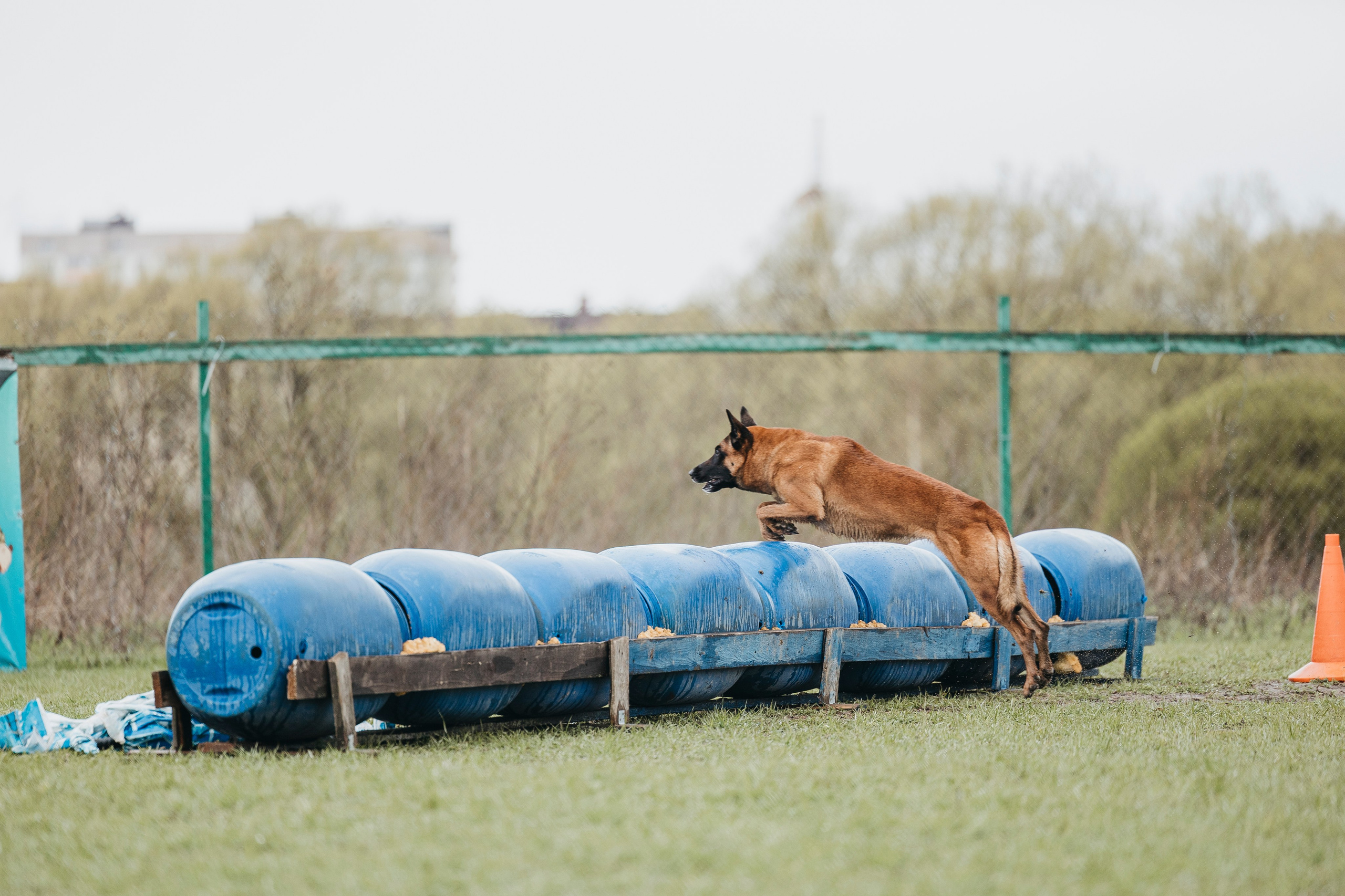 09.05.25 Вологда соревнования. Фотограф-анималист Анна Маринич