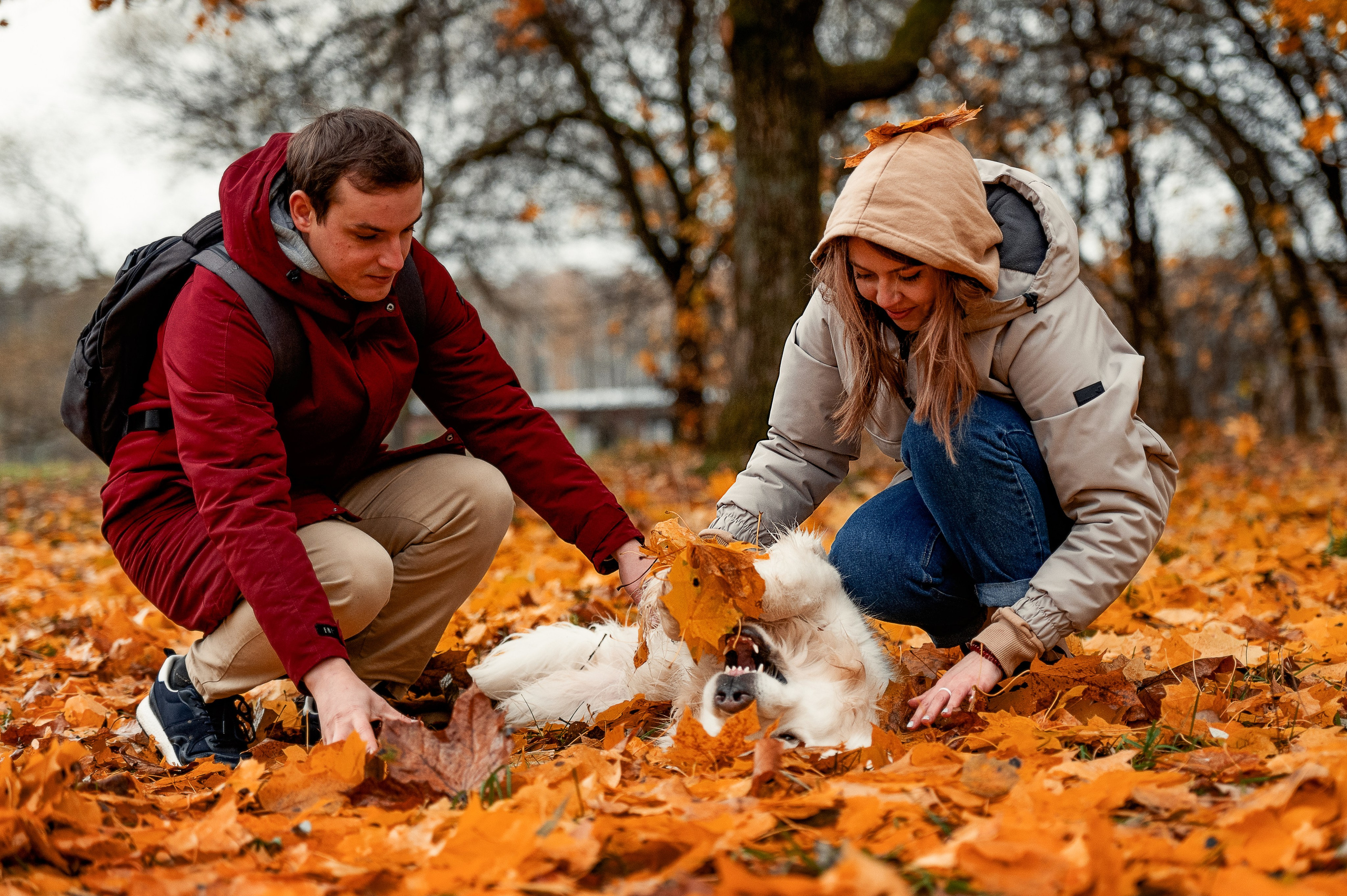 Айс и золотая осень. Фотограф-анималист
