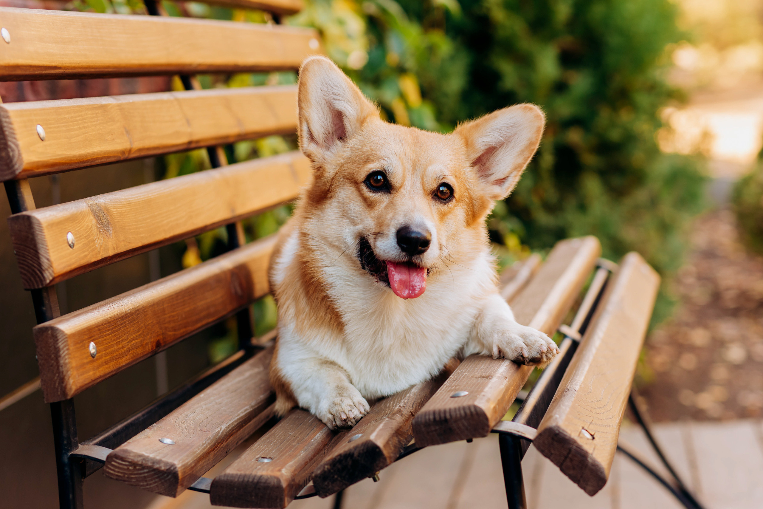 Леночка & Zippy (фотопрогулка). Семейный и свадебный фотограф в Воронеже Майя Добровольская