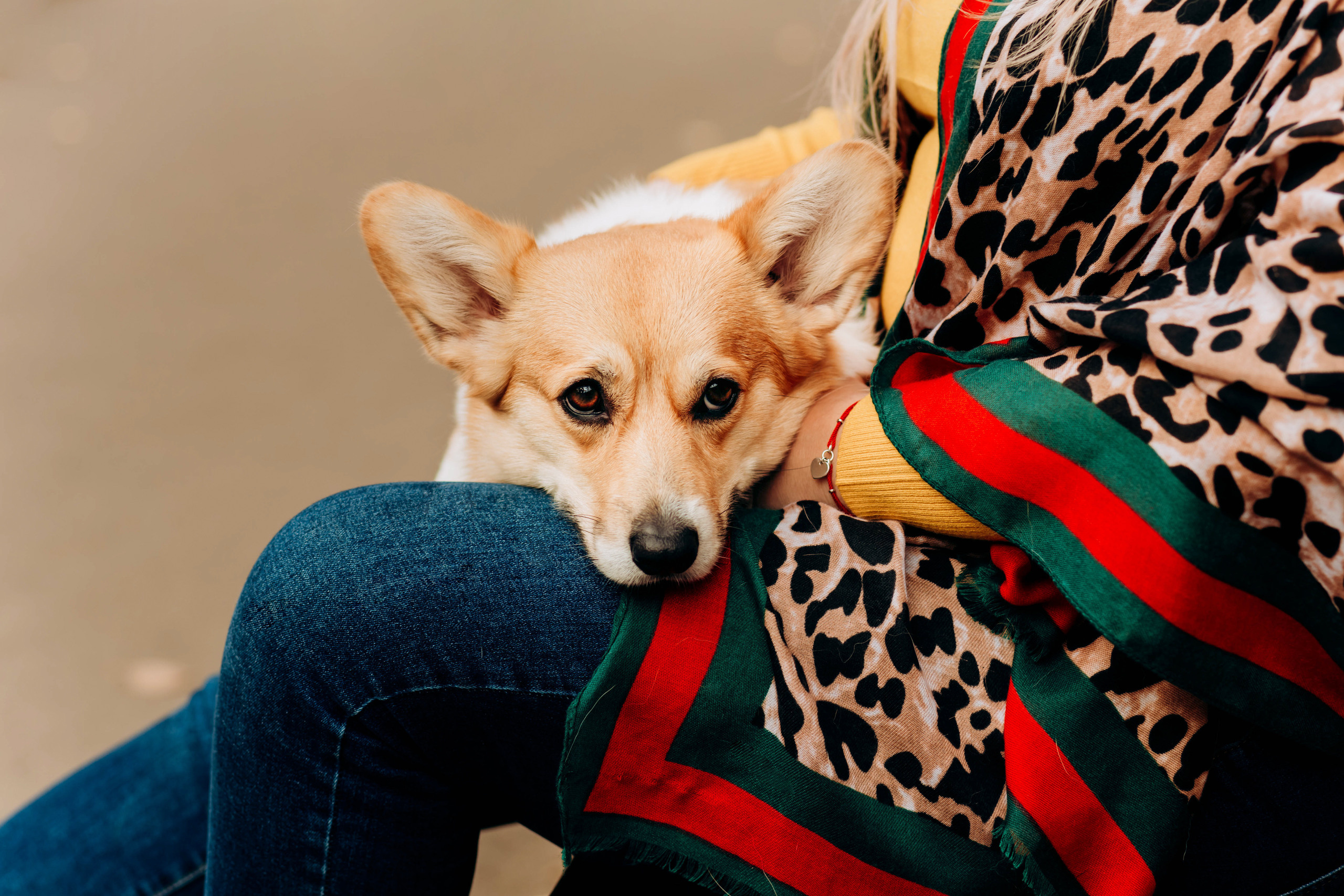 Леночка & Zippy (фотопрогулка). Семейный и свадебный фотограф в Воронеже Майя Добровольская