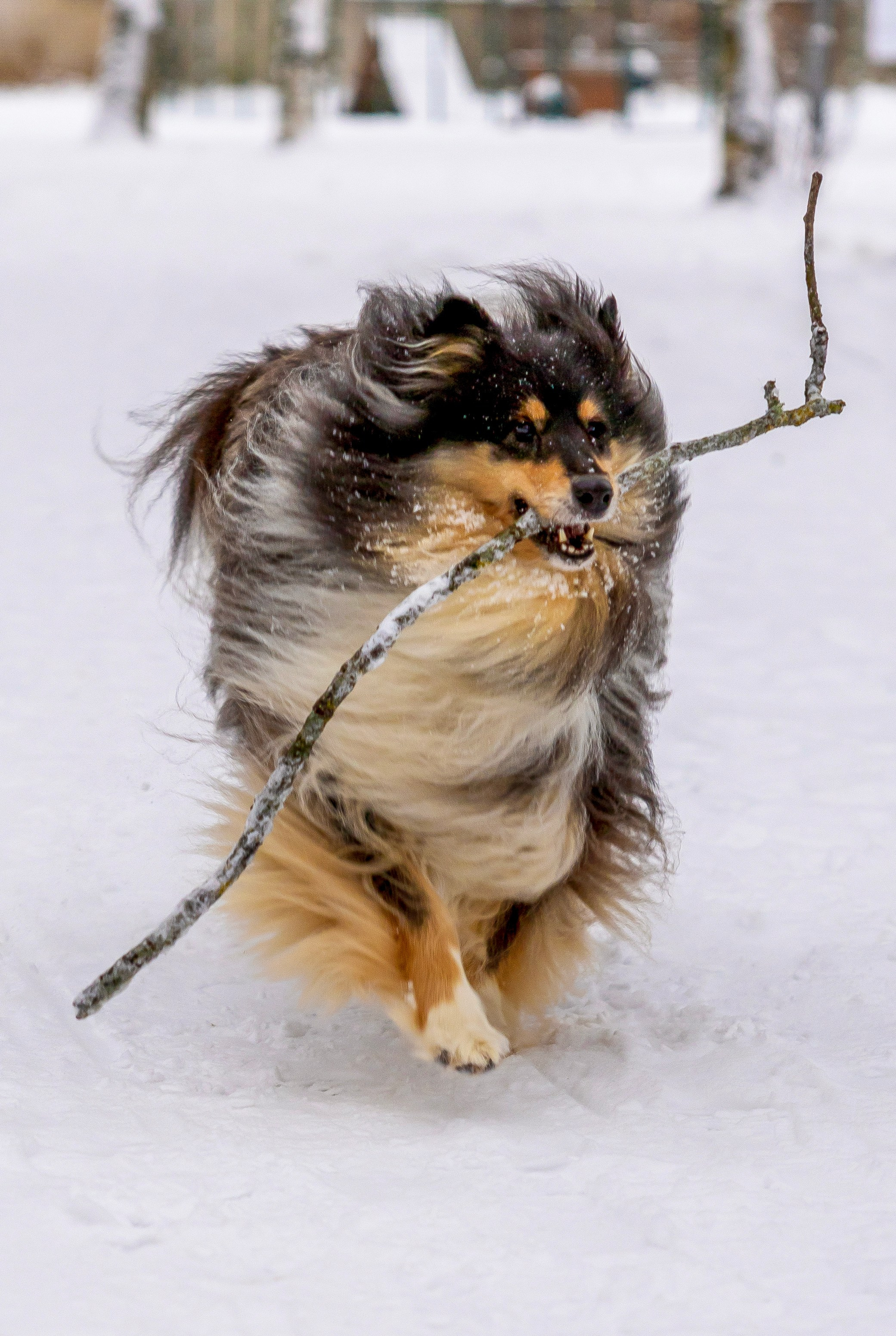Фотосессия с питомцами (Анастасия, Габри и Лара). Фотограф Люся Воробьева