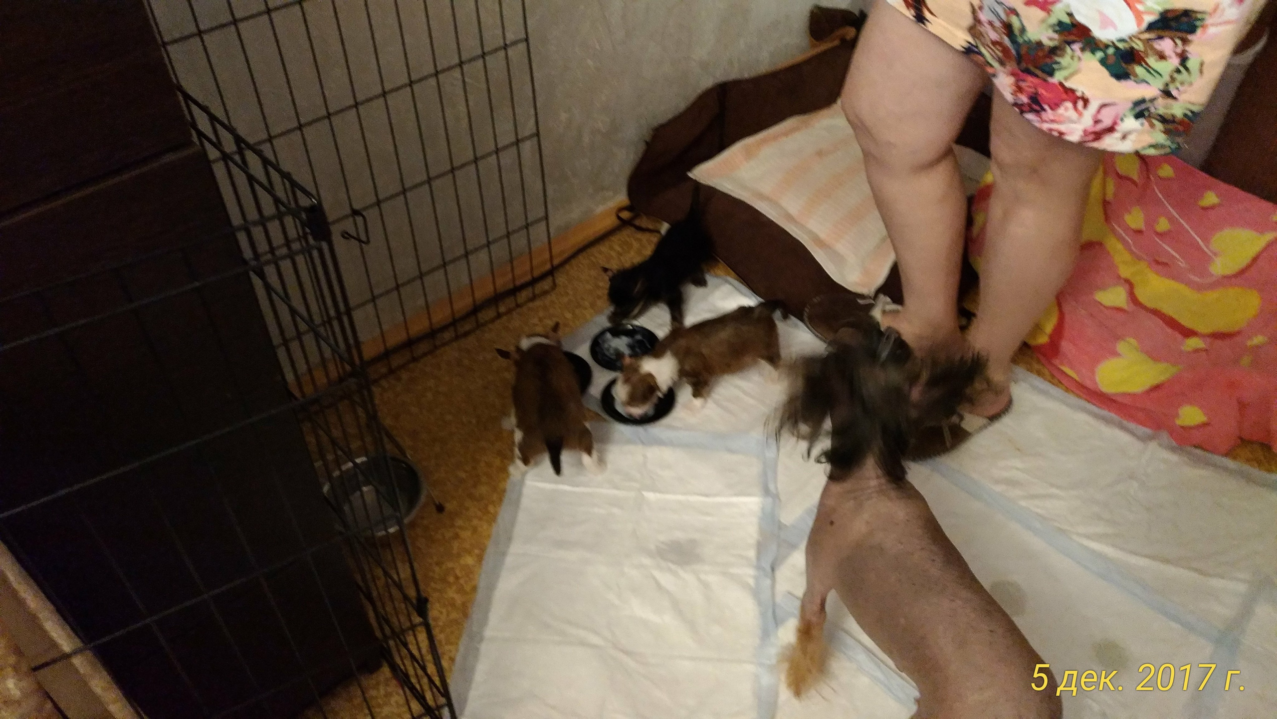 Litter B. Chinese Crested Dog Kennel Poale Ell