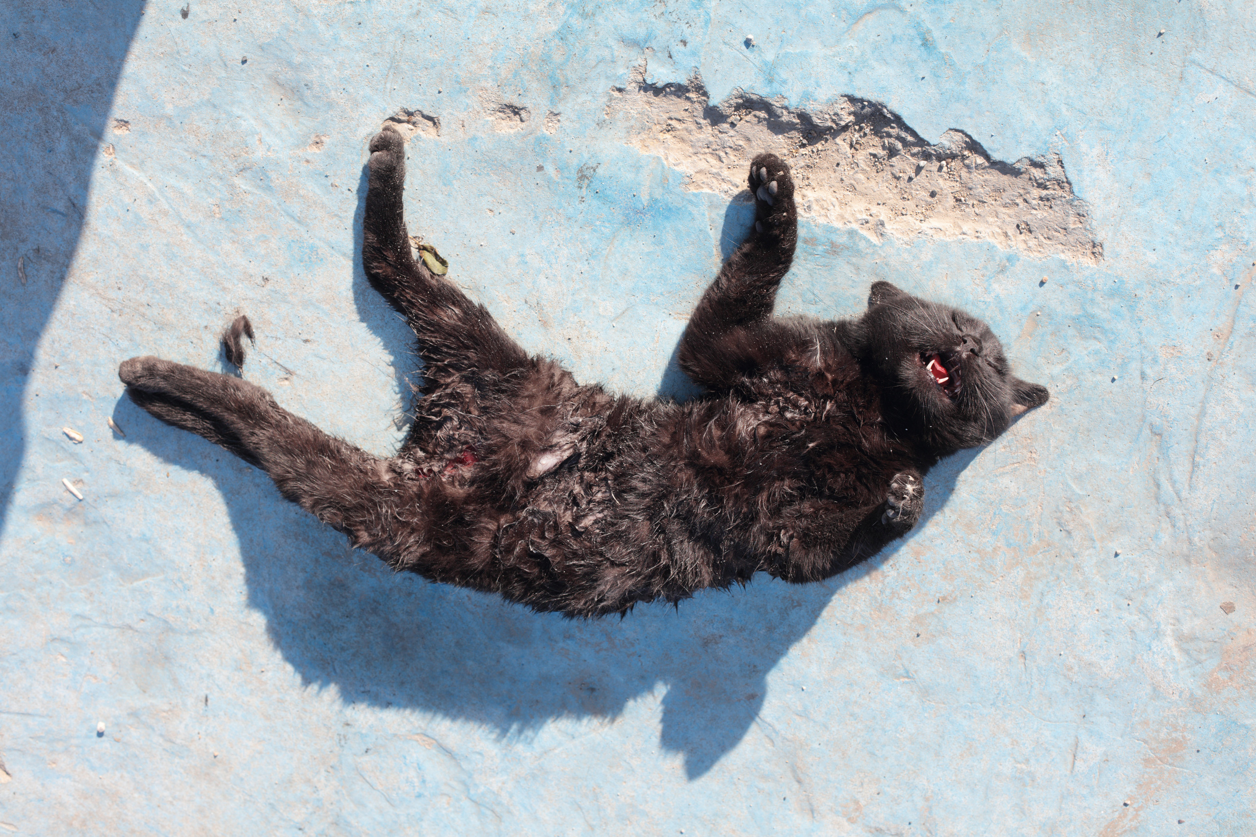 The Vow (Israel). Alexander Zorin