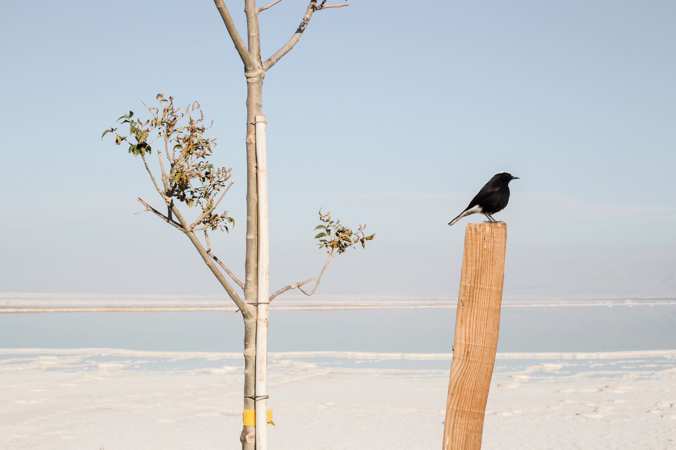 The Vow (Israel). Alexander Zorin