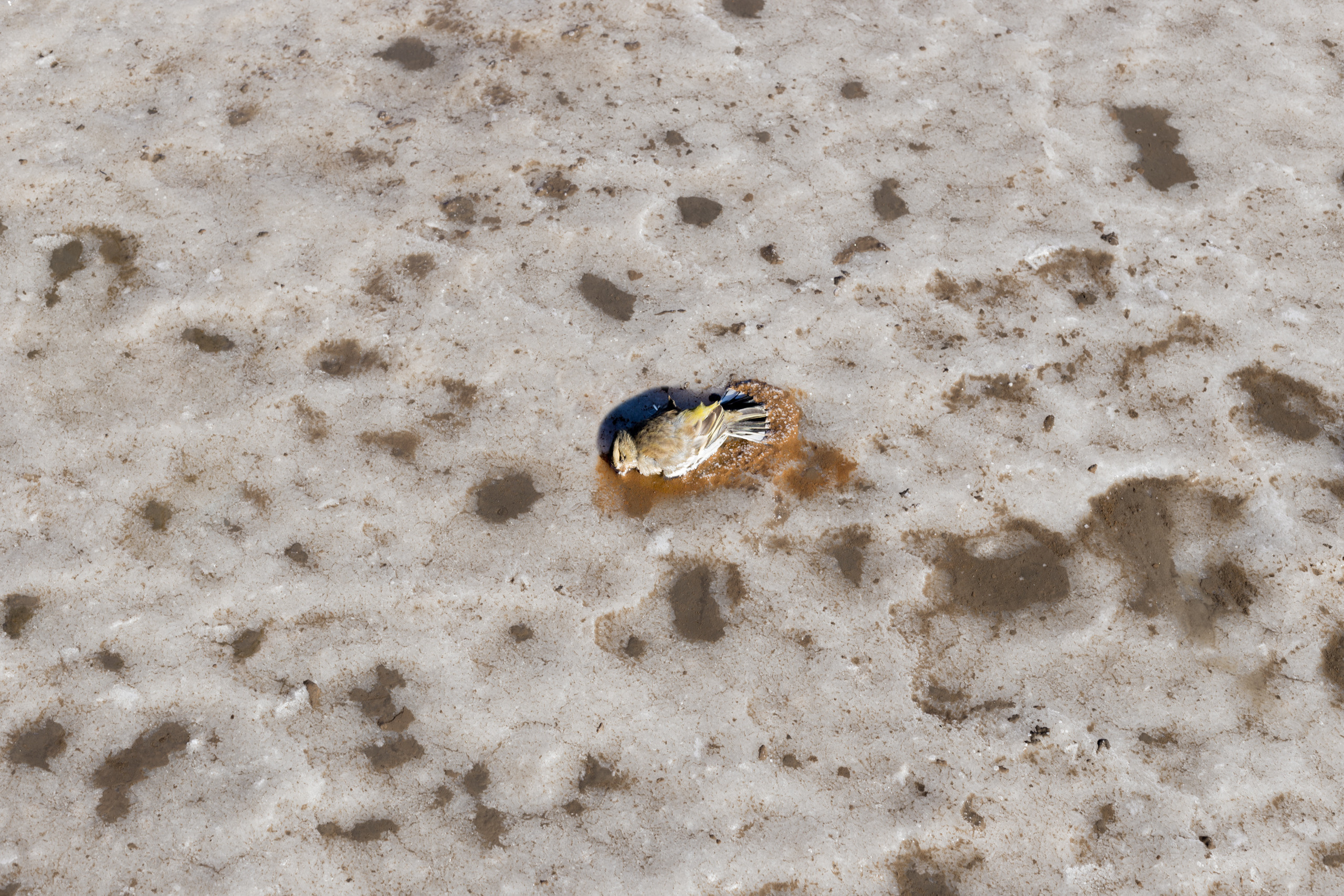 Dead lake (Baskunchak). Alexander Zorin