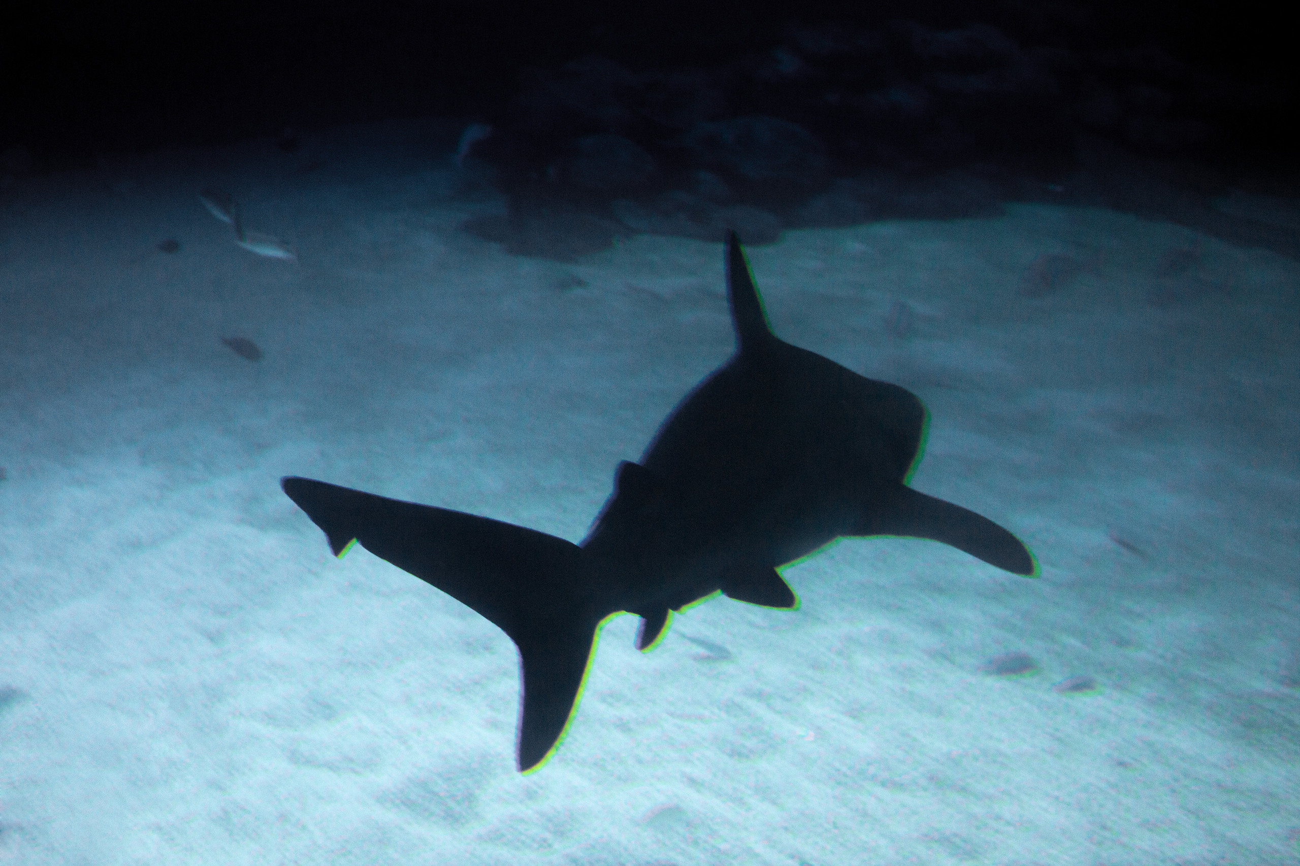 The Vow (Israel). Alexander Zorin