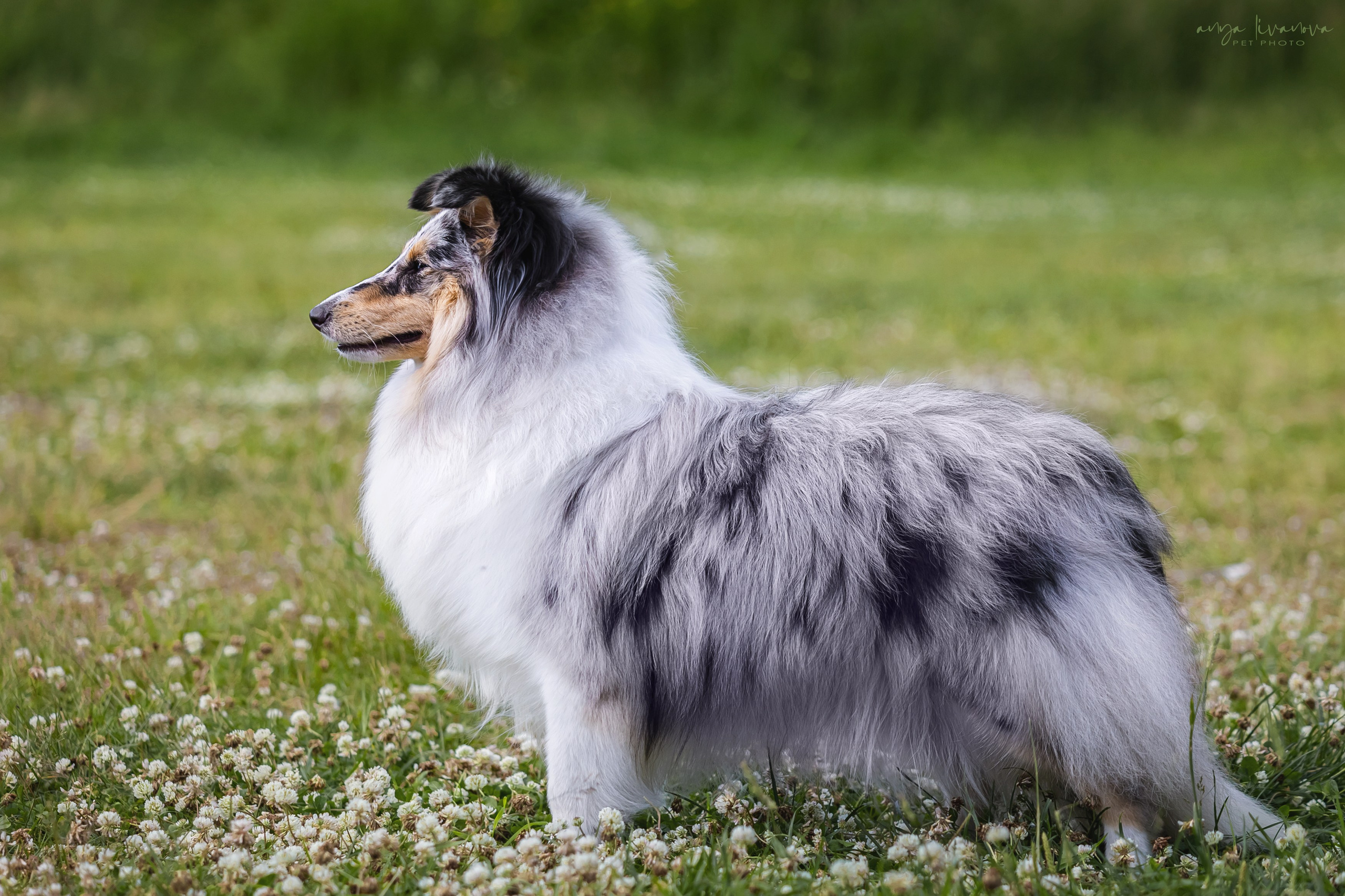 Шелти Мальвина и Марго. Фотограф анималист Аня Ливанова | Рыбинск