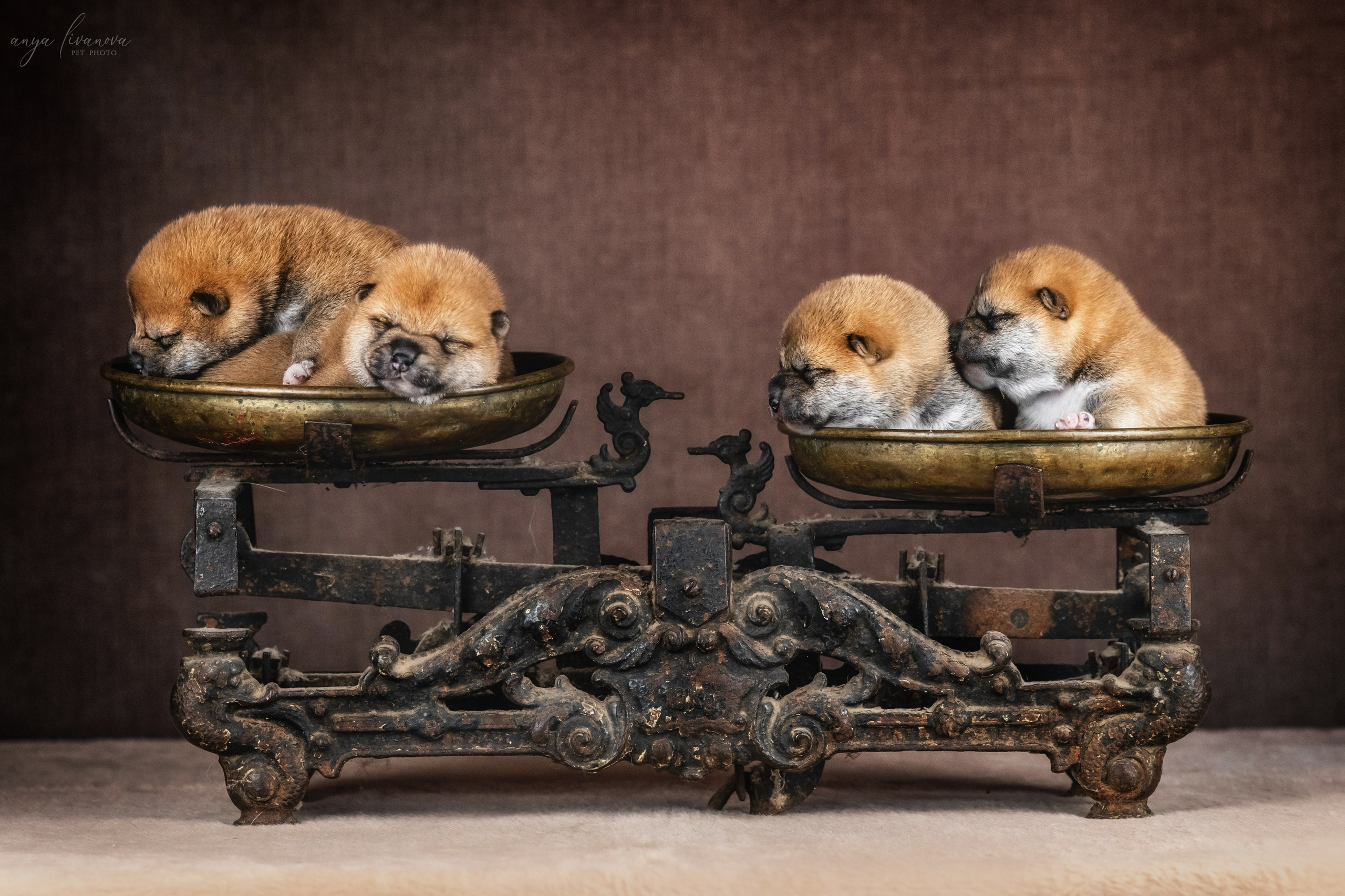 Сибы. Фотограф анималист Аня Ливанова | Рыбинск