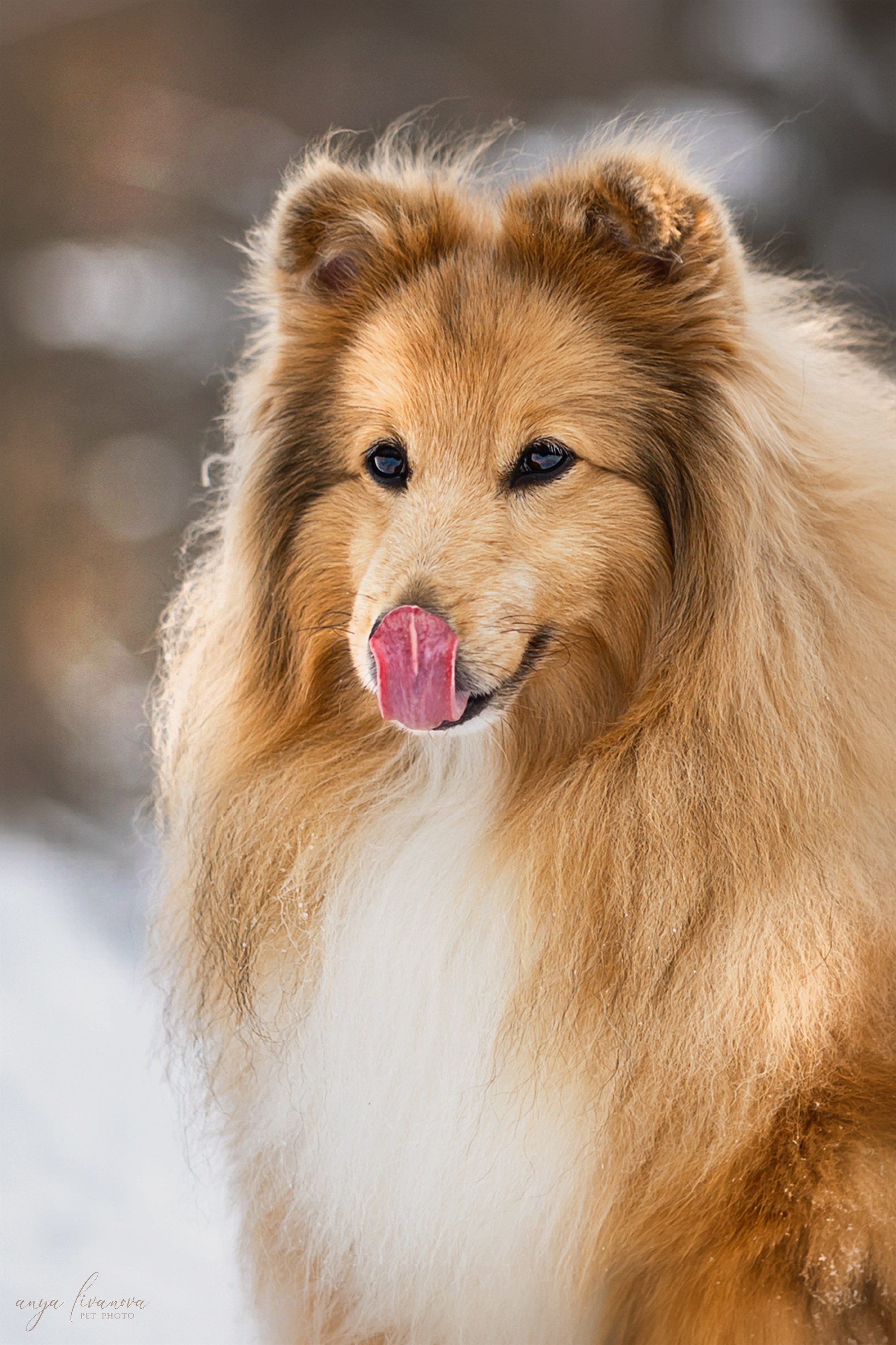 Скиф. Фотограф анималист Аня Ливанова | Рыбинск
