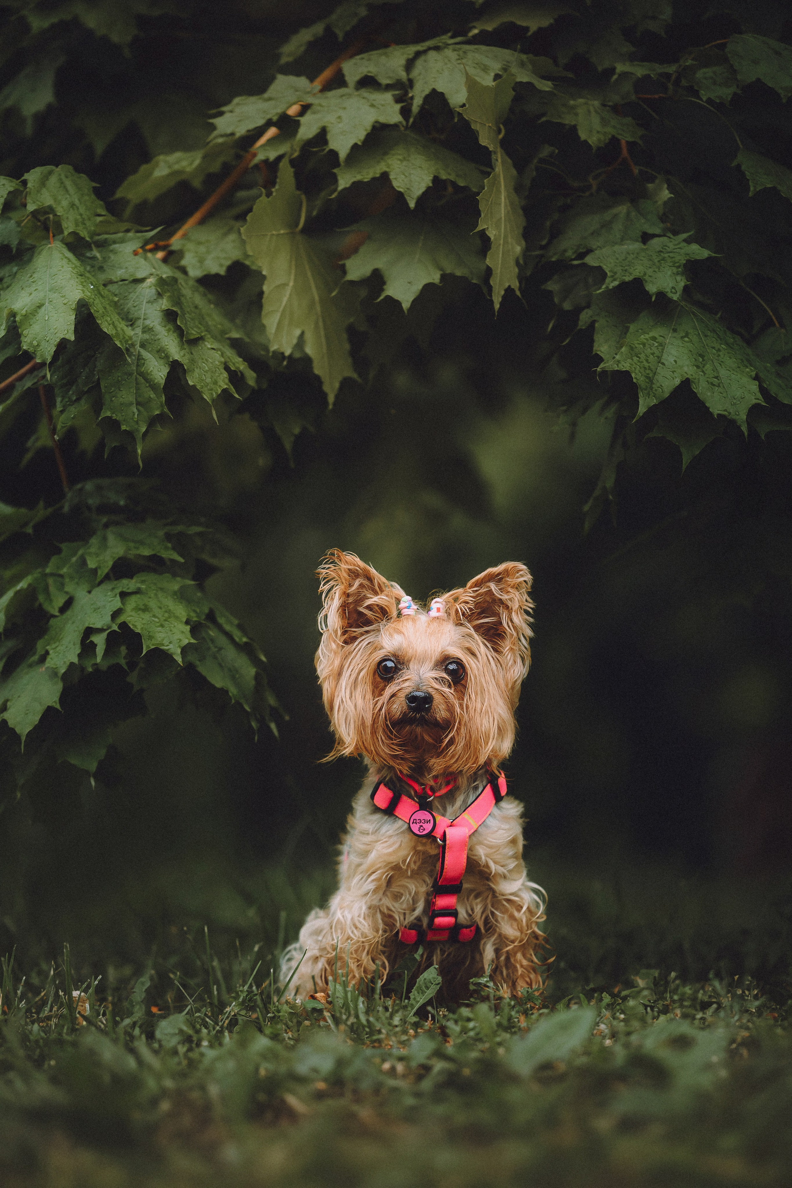 Даша и Дэзи