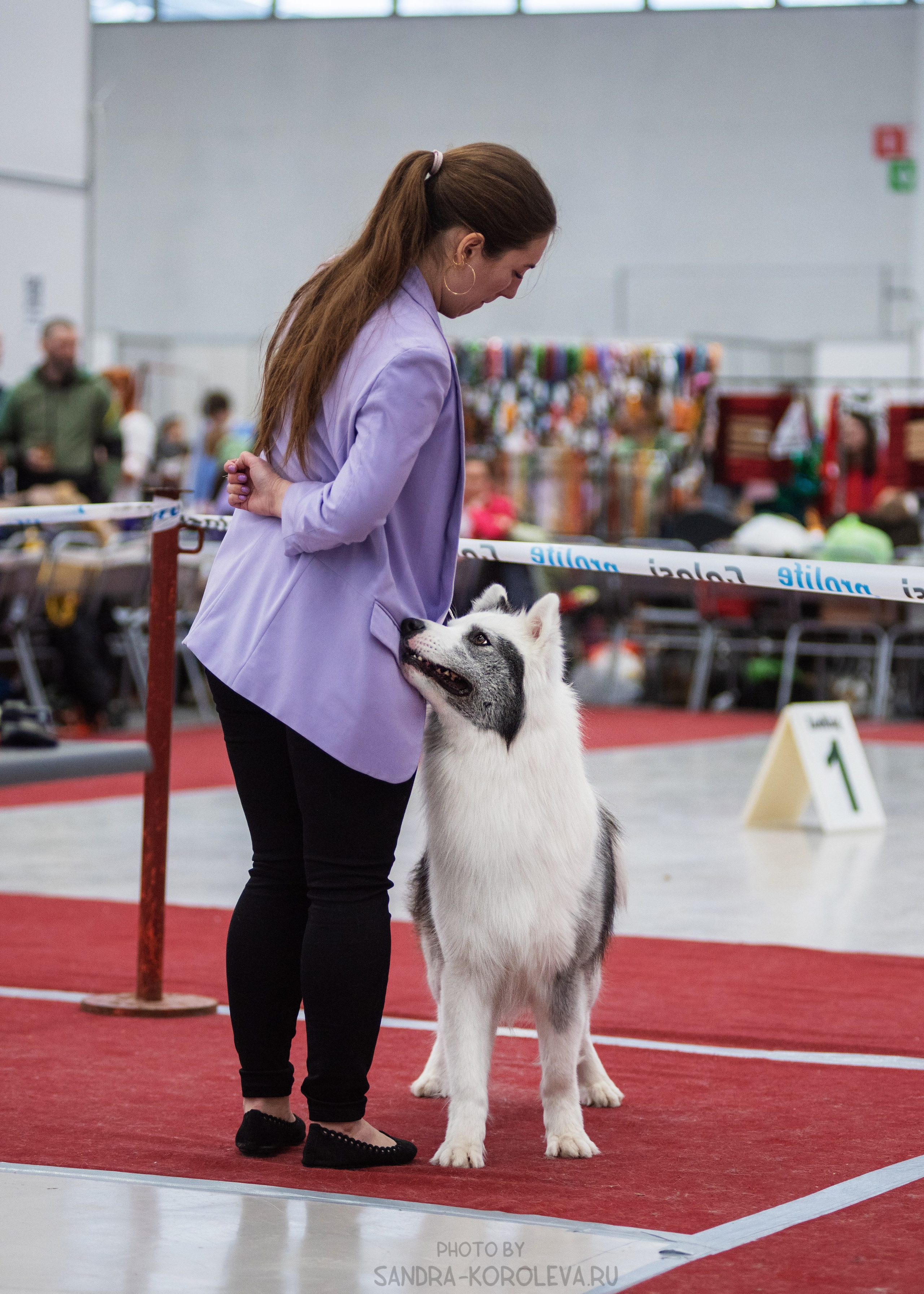 Выставка собак тюмень 14.01.2023. Дог-фотограф в Тюмени Александра Королева