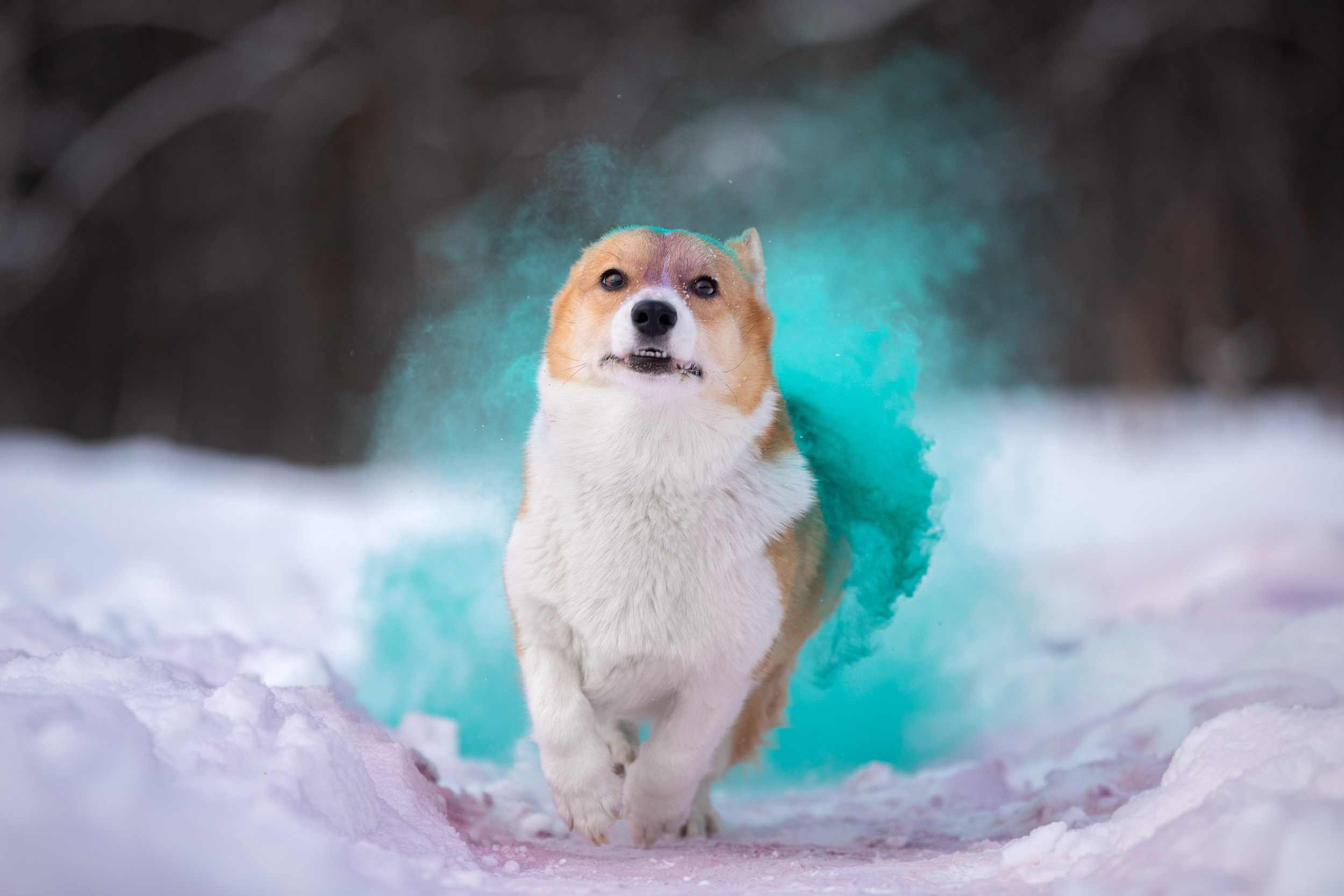 Творческая съемка собаки с красками холи. Фотограф-анималист в Москве и Московской области Татьяна Фролова