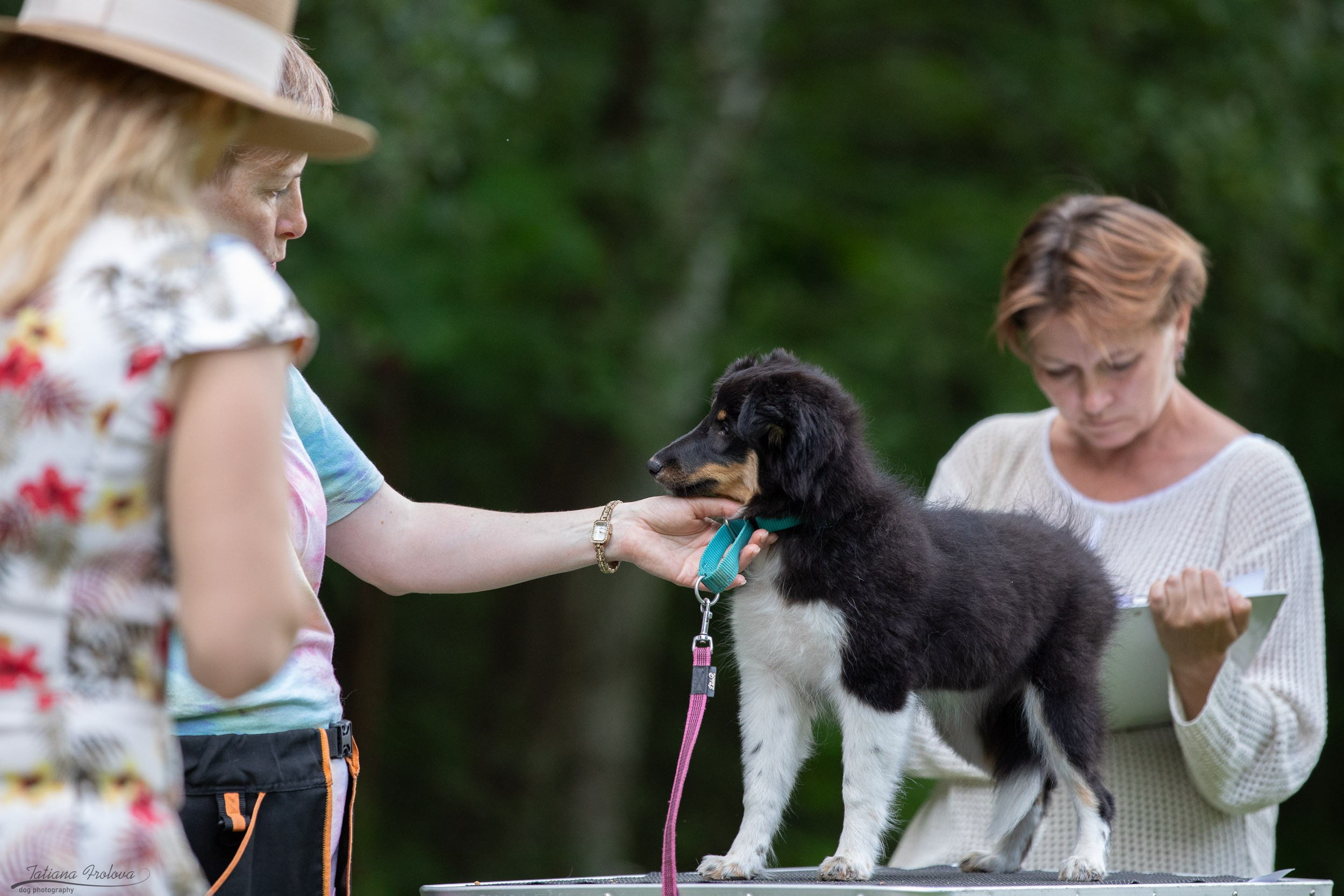 Репортаж с выводки молодняка колли/шелти в Ясенево. Фотограф-анималист в Москве и Московской области Татьяна Фролова