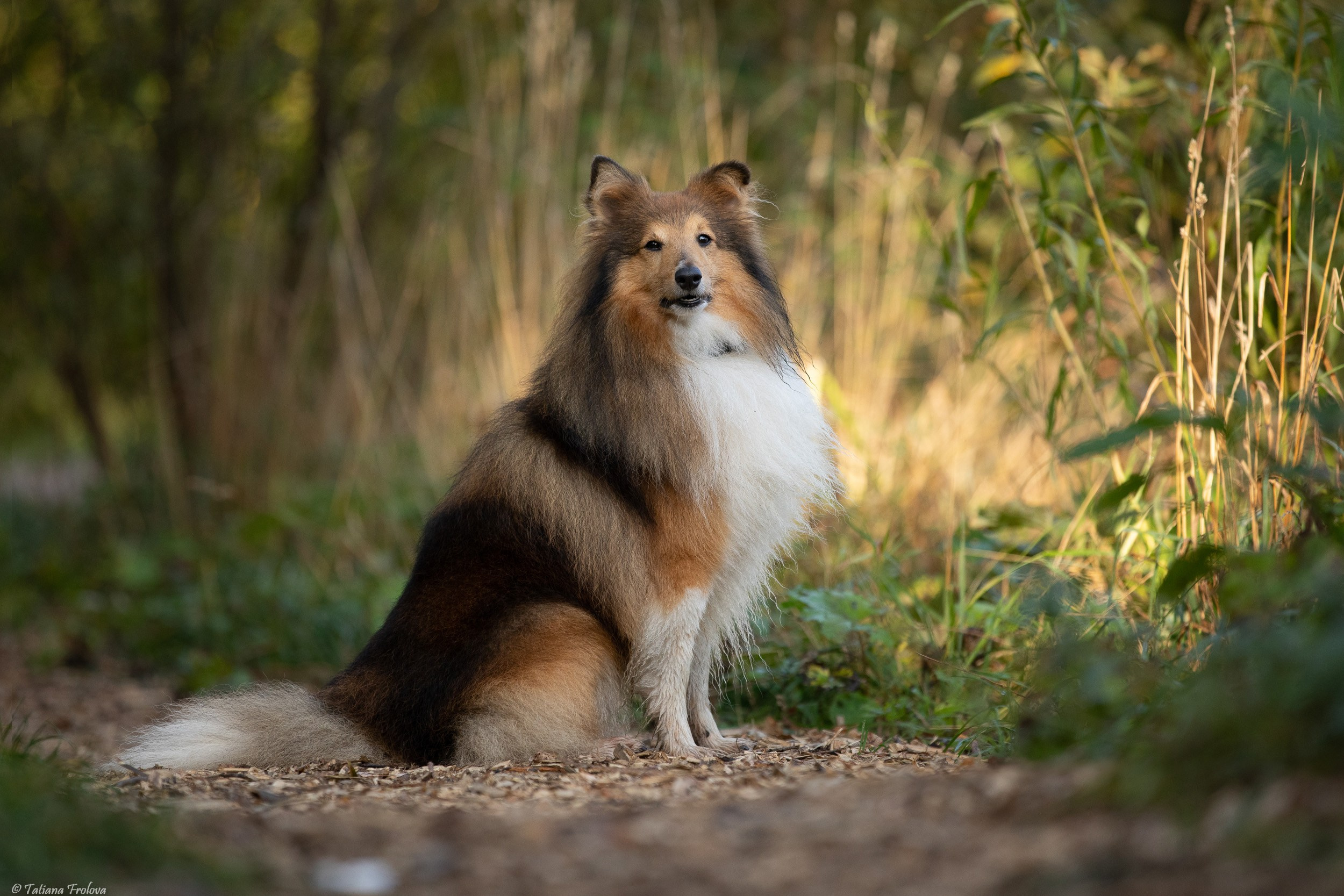 Фотограф-анималист в Москве и Московской области Татьяна Фролова