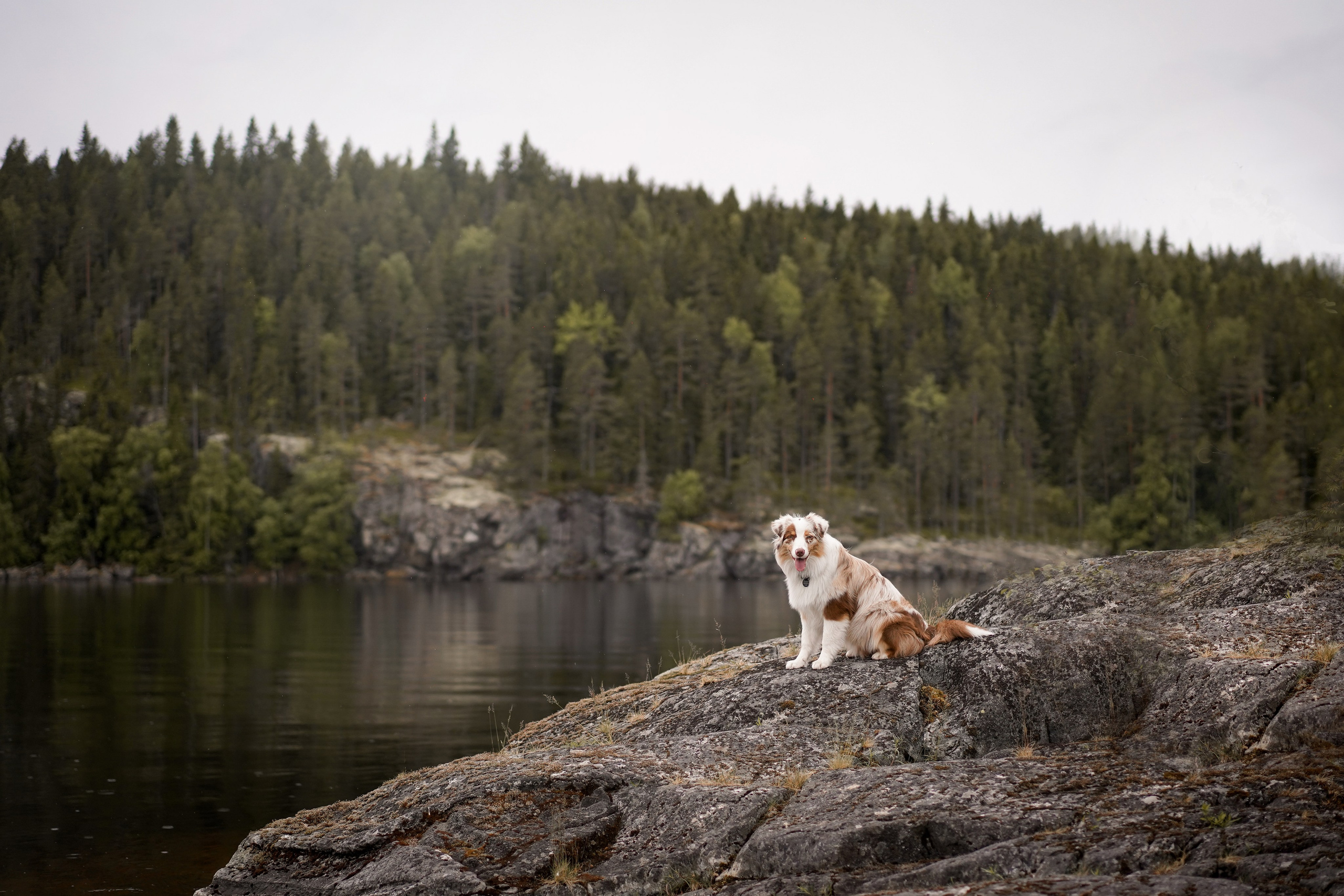 Панда и Юни в Карелии. Фотограф-анималист в Санкт-Петербурге Яна Мартынова