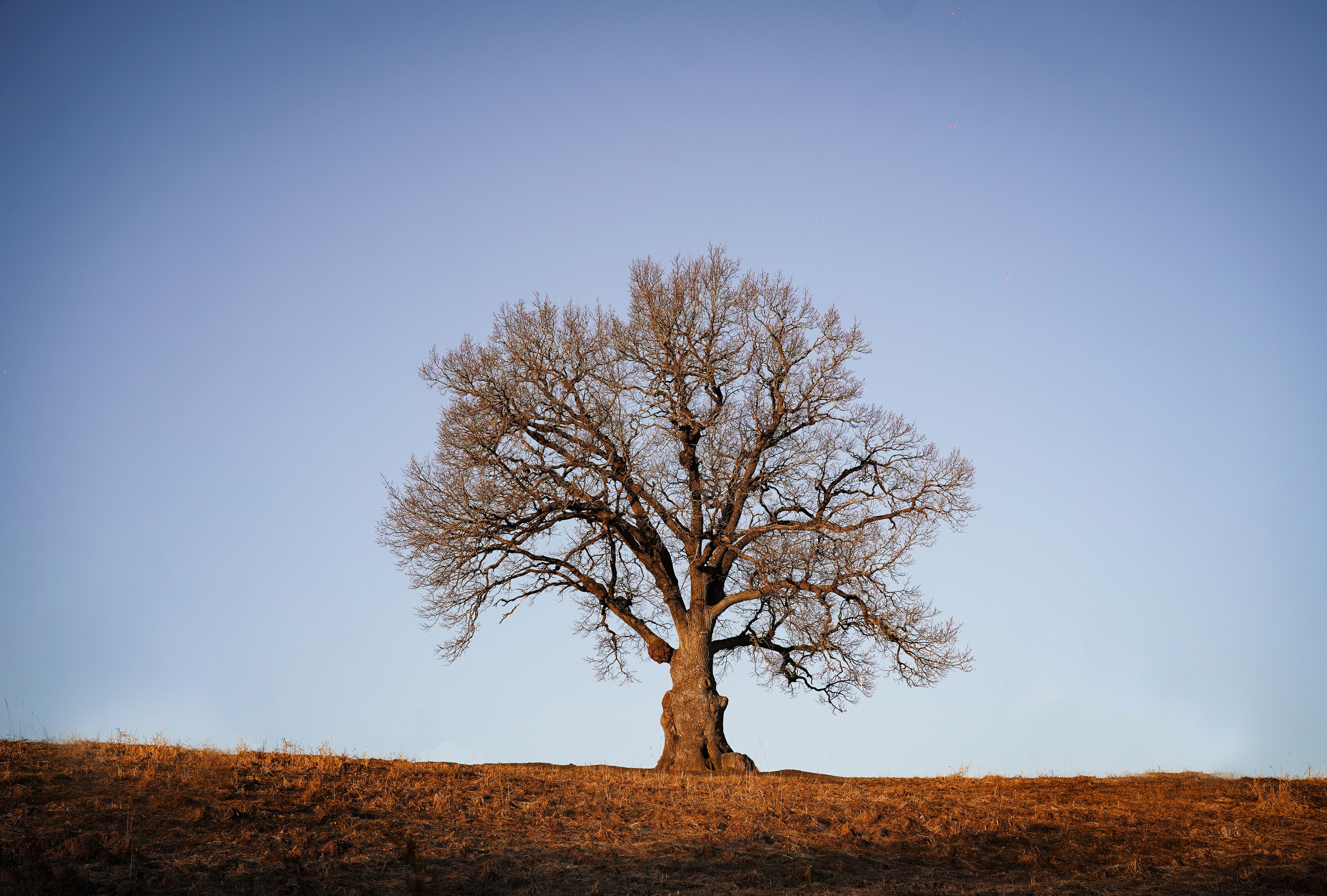 Кристина Рокки и Валькирия. Фотограф-анималист в Санкт-Петербурге Яна Мартынова
