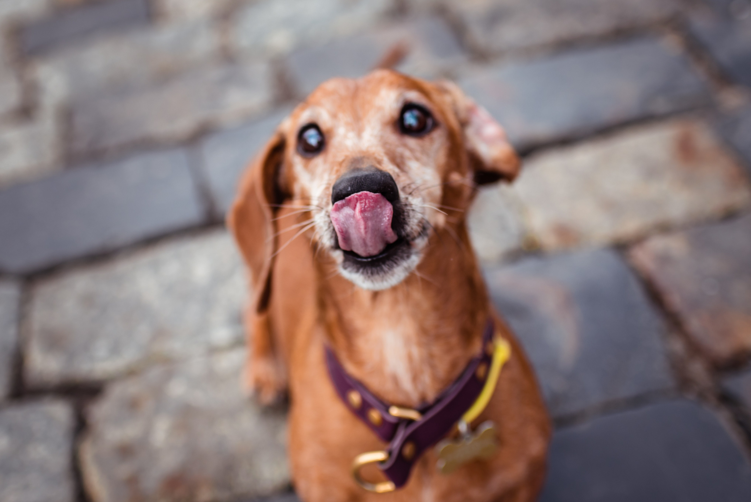 Таксы на Красной площади. Семейный Фотограф в Москве Ирина Хохлова