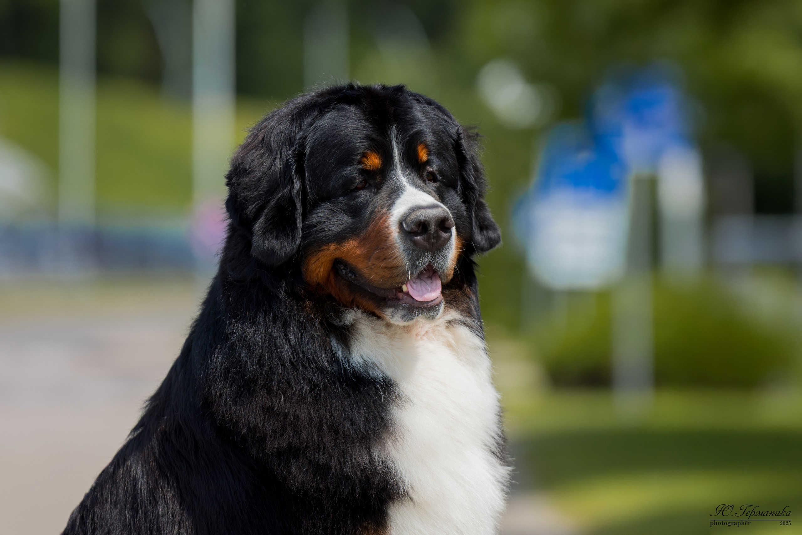 Минск 31.05-1.06.2025. Фотограф-анималист Юлия Германика